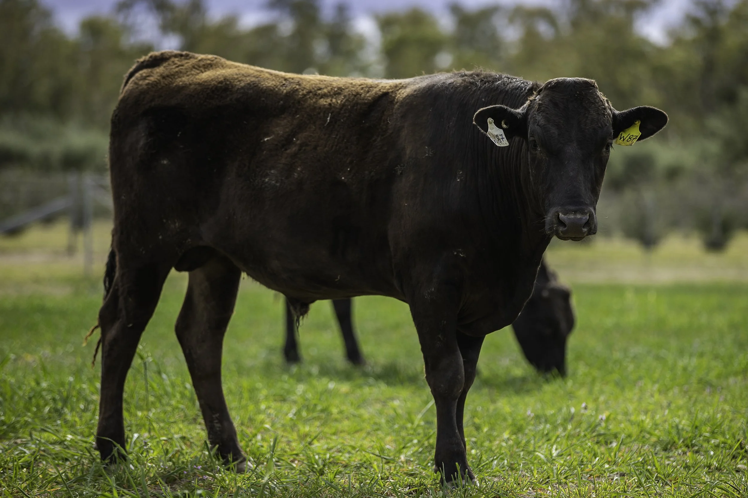 OLIVE GROVE WAGYU ANNUAL BULL SALE 4th SEPTEMBER 2026