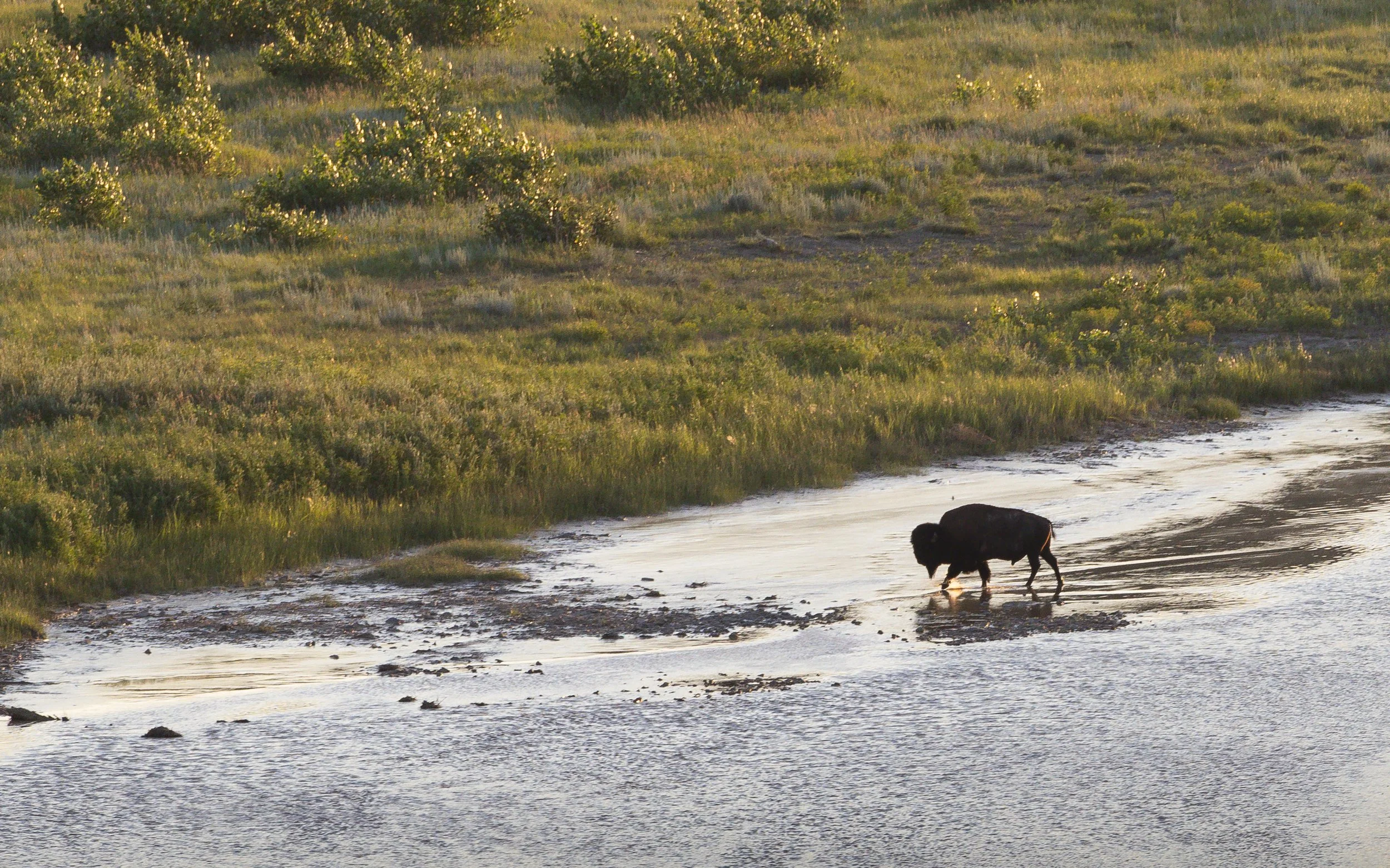 Bison crossing the river in Theodore Roosevelt National Park