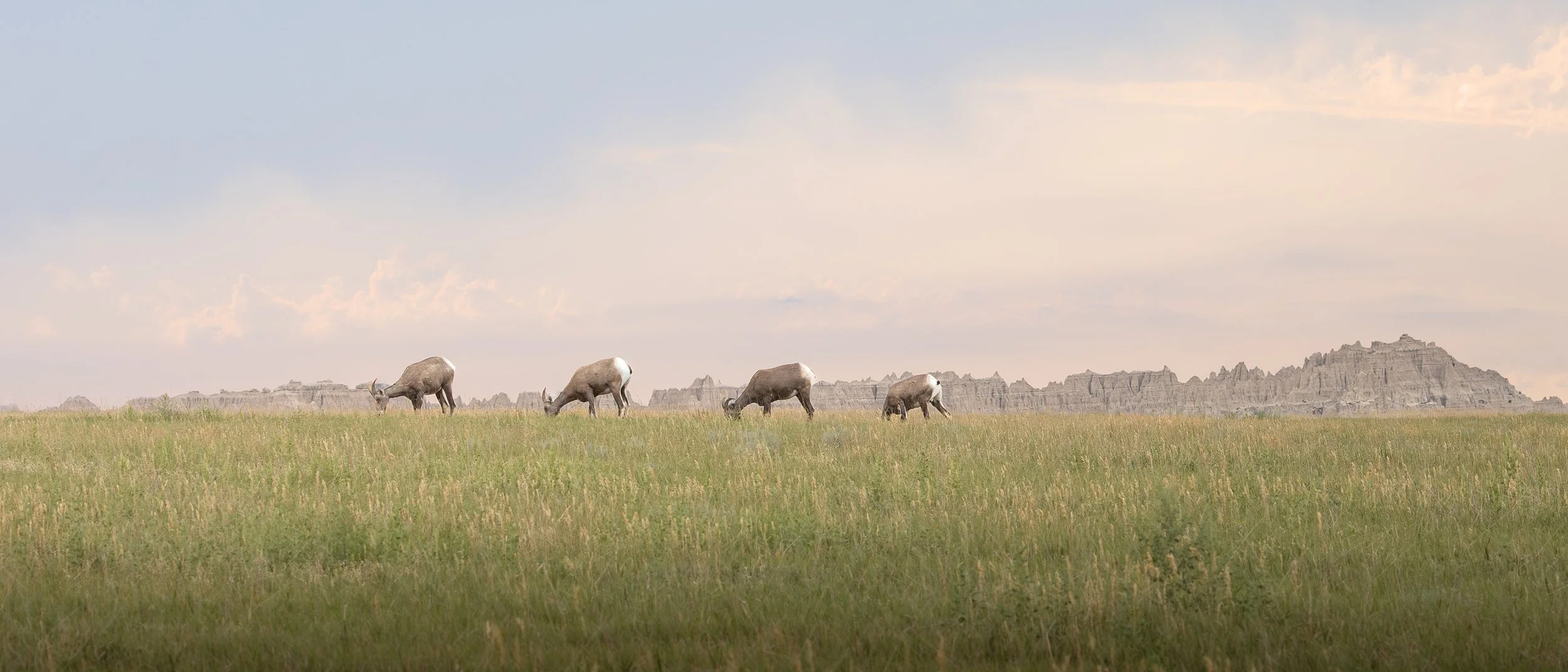 Big Horns grazing the fields of the Badlands