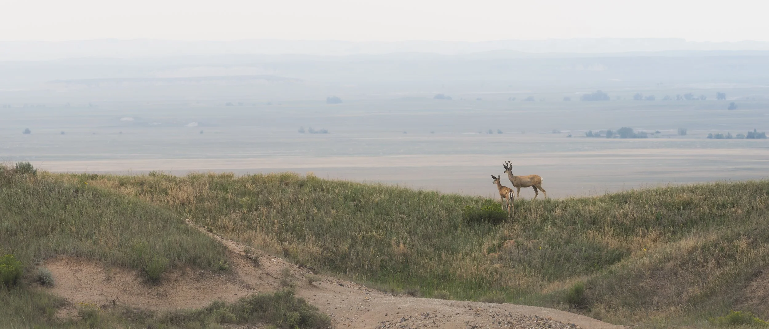 A Buck and Doe overlooking the landscapes of the Badlands