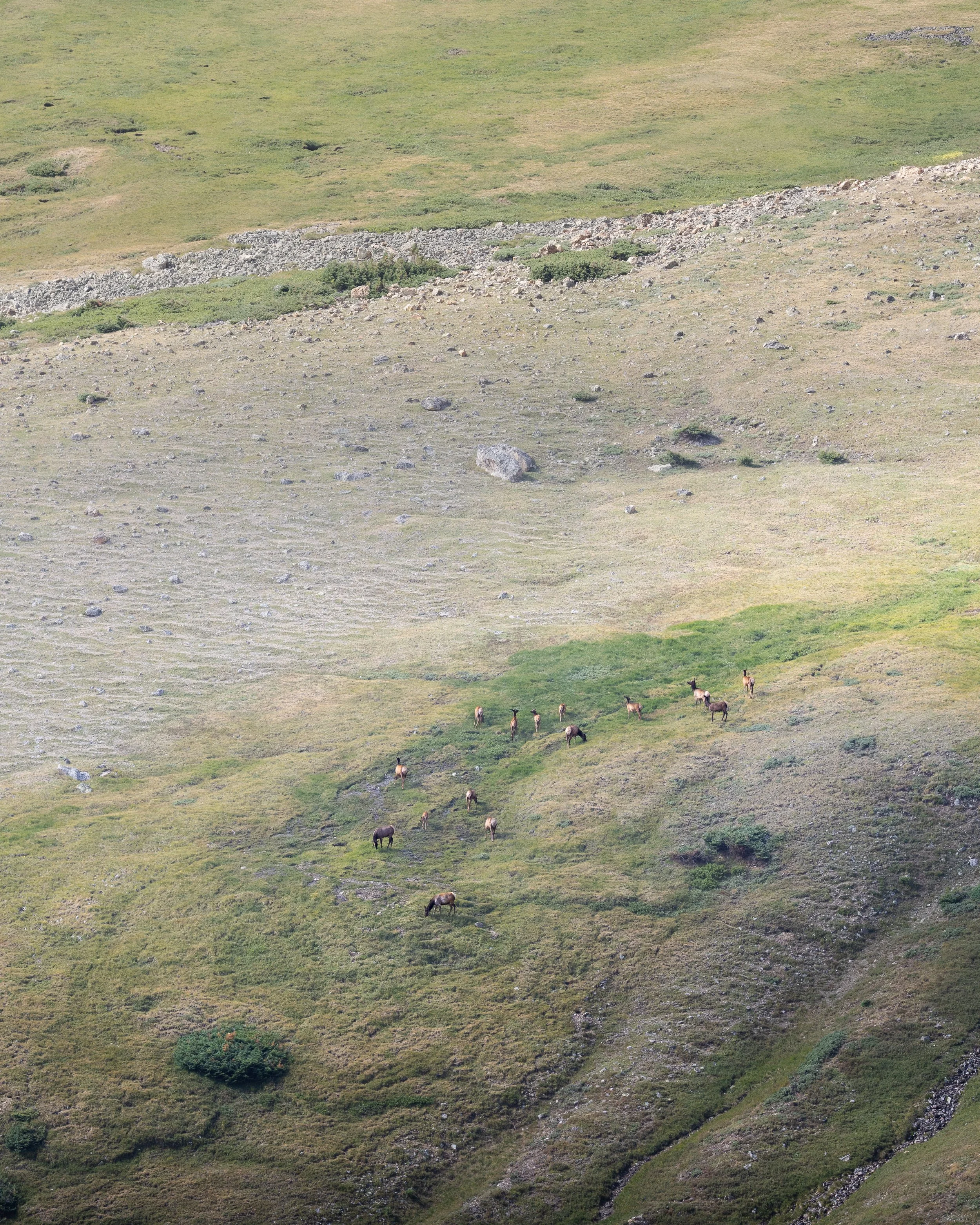 Herd of Elk on the alpines of Rocky Mountain National Park