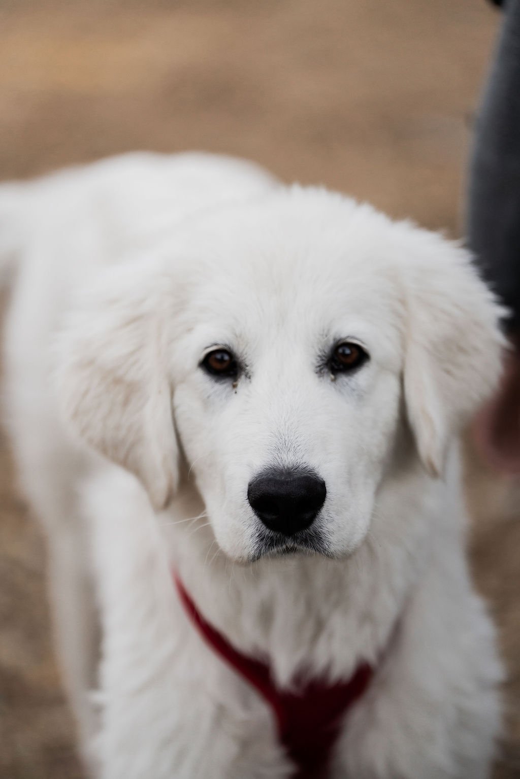 Close-up of a white puppy with brown eyes and a black nose, wearing a red harness, looking directly at the camera.