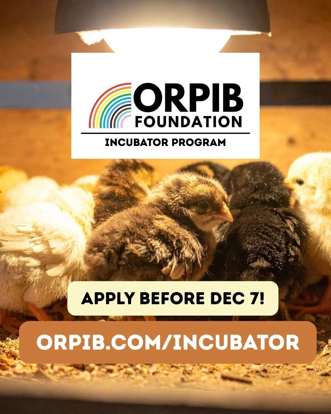 Chickadees! The ORPIB Foundation  is ready to be the wind beneath your wings! Applications are now being accepted to participate in in our 2026 Business Incubator program. Learn more and apply at orpib.com/incubator.