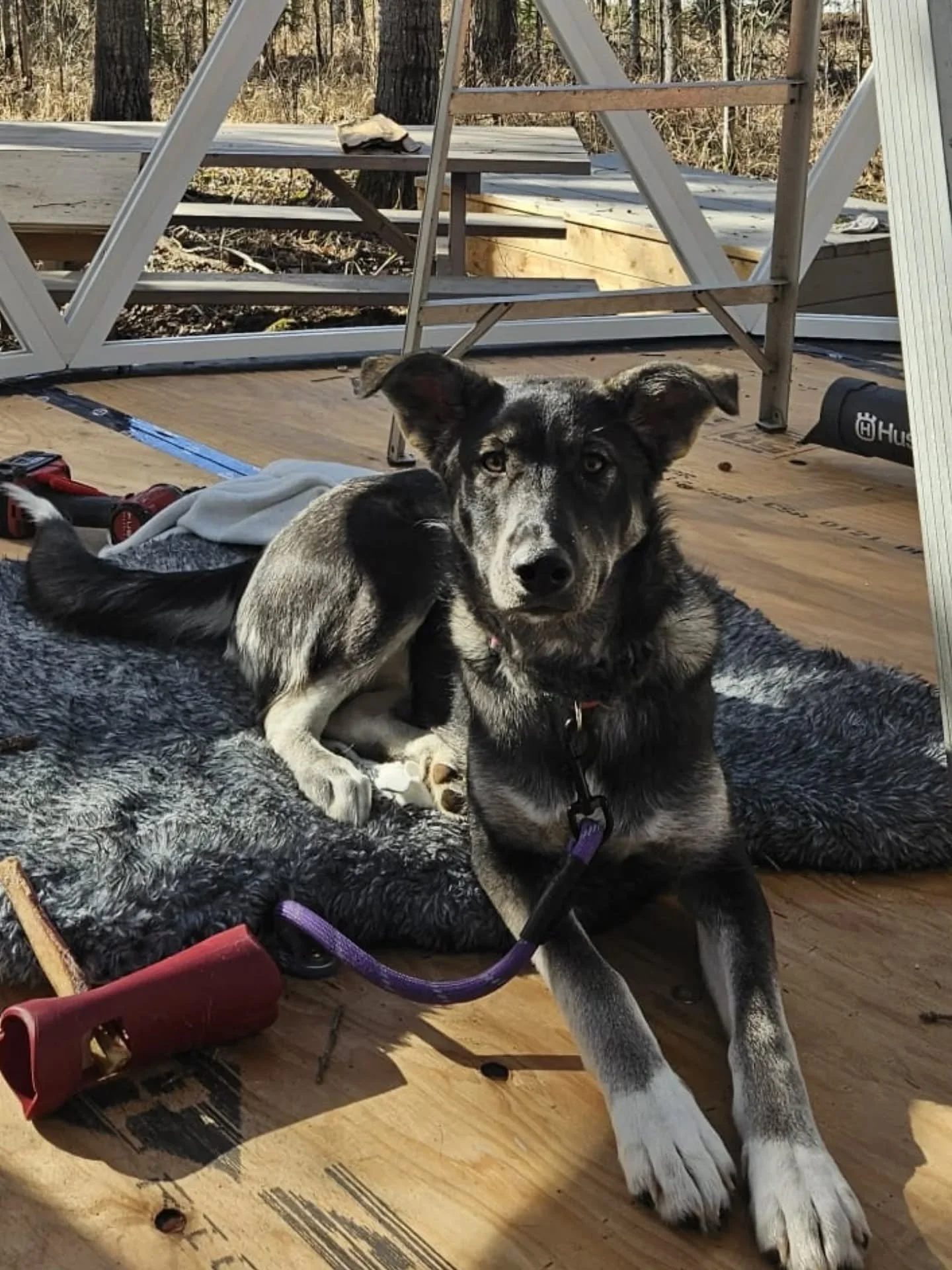 🦴👷&zwj;♂️ Simon's little dome building helper is on site and making sure everyone takes breaks for belly rubs! 

🖤 Ember is over 5 months old now and she's such a beautiful soul, inside and out. We can't thank @edmontonhumane enough for bringing h