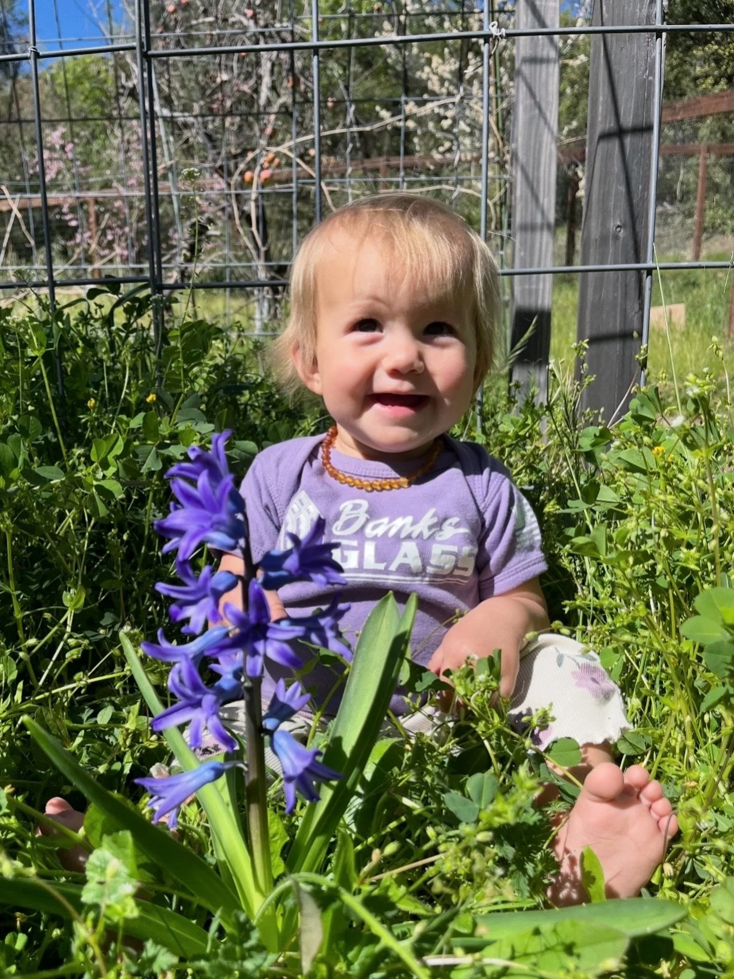 A tiny Banks Glass fan- looking quite cute! 🌷

#BanksGlass 
#TuolumneCounty 
#SierraNevadas