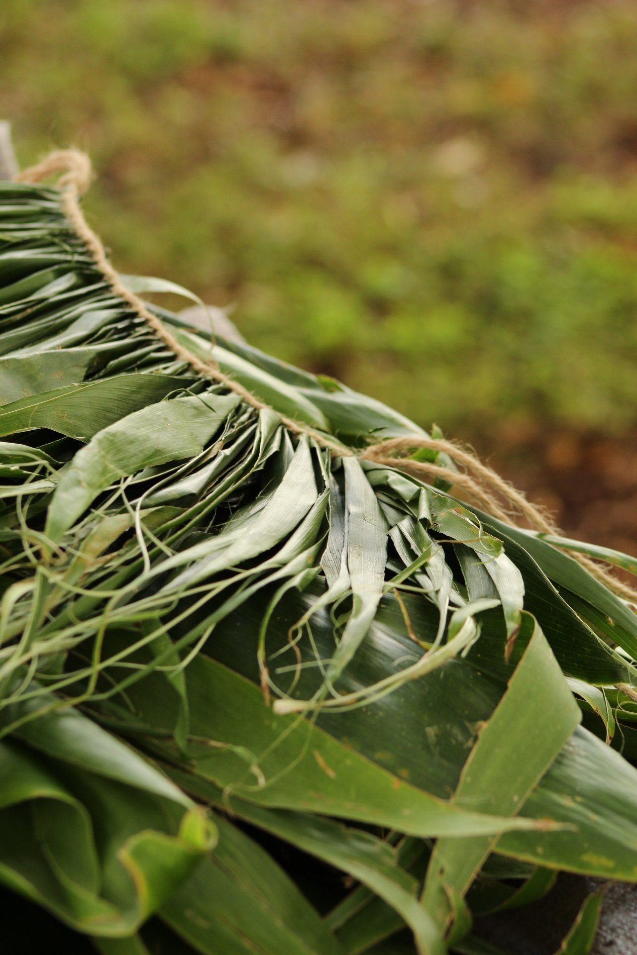 A close-up of a green leafy plant, possibly a bundle of leaves tied together with twine, on a blurred outdoor background.
