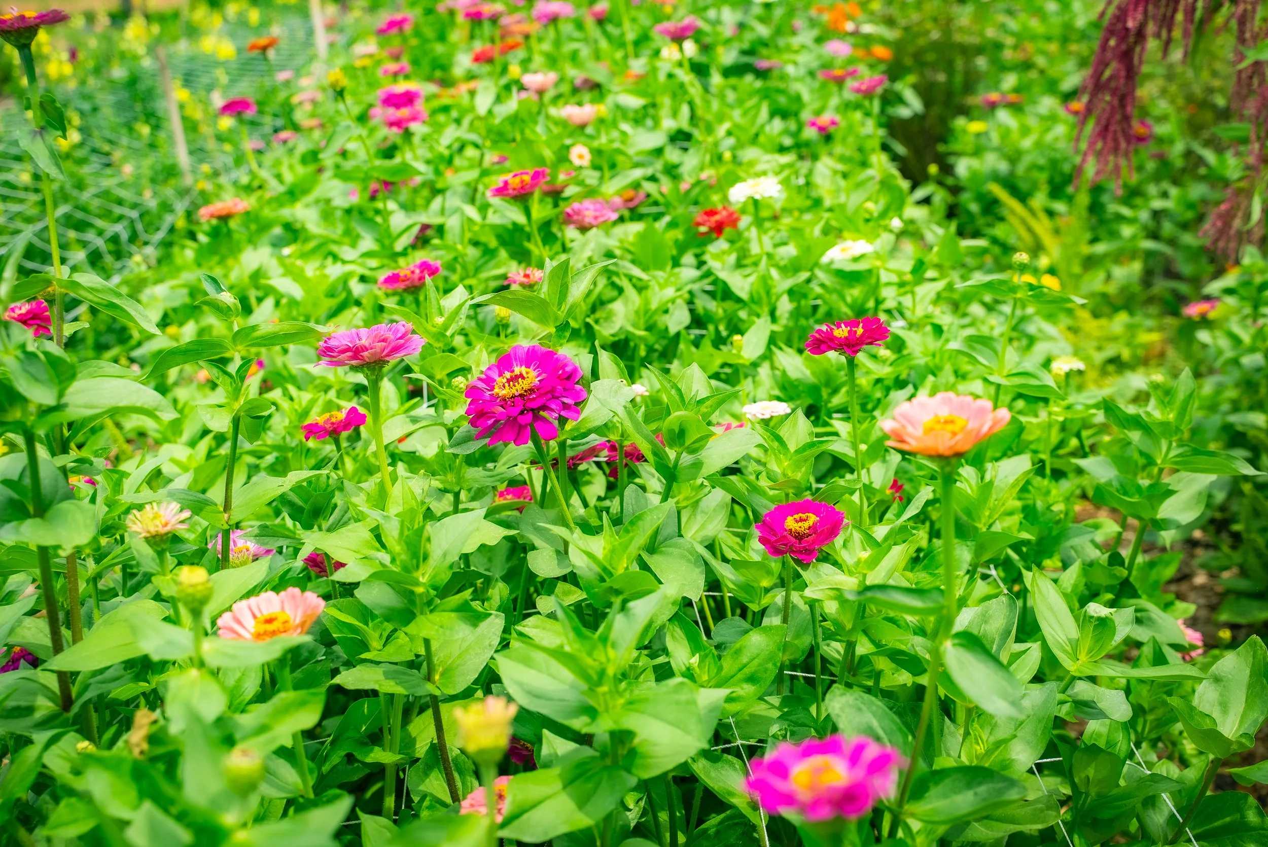 Do you know what’s on your flowers? Most people don’t.