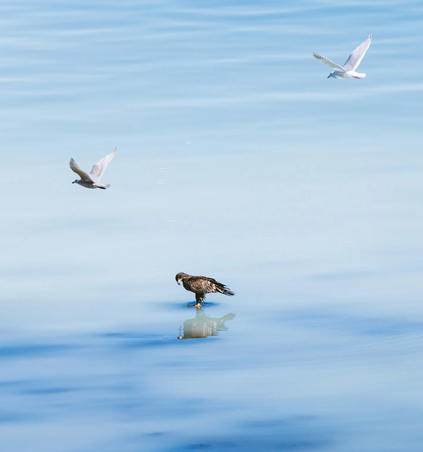 As the juvenile eagle perches upon a rock barely above the surface, its focused gaze remains unwavering, poised for a chance to snatch a meal from the abundance below. The water around its talons becomes still, mirroring the young predator amidst the