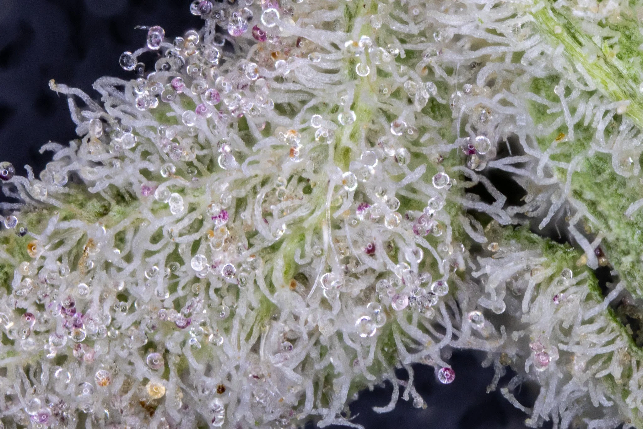 Close-up of a cannabis bud showing tiny crystal-like trichomes and some purple pistils.