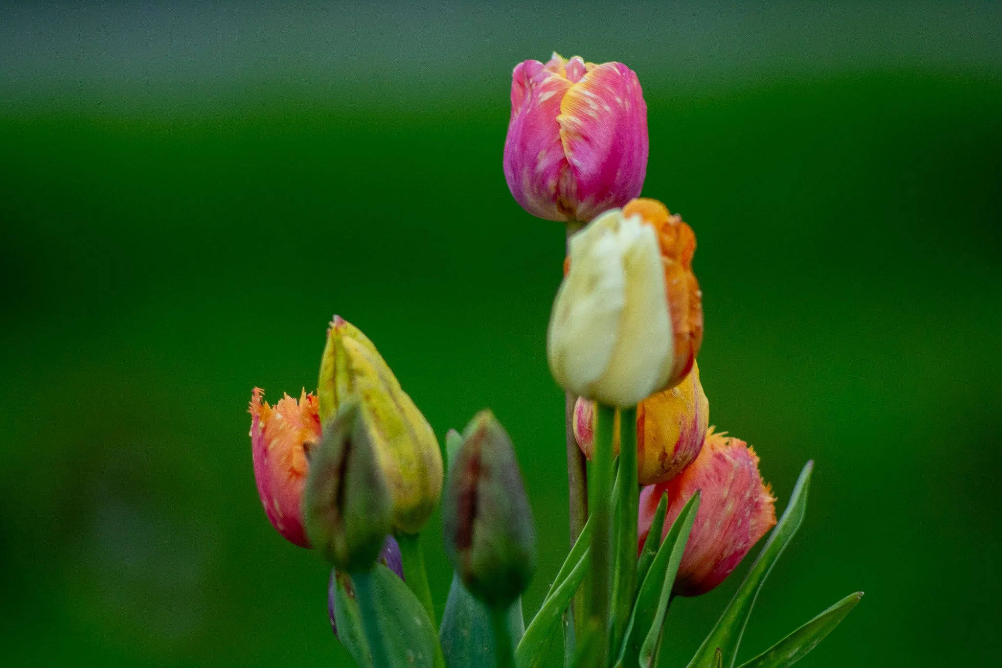 Colorful tulips in various shades of pink, yellow, orange, and purple against a blurred green background.