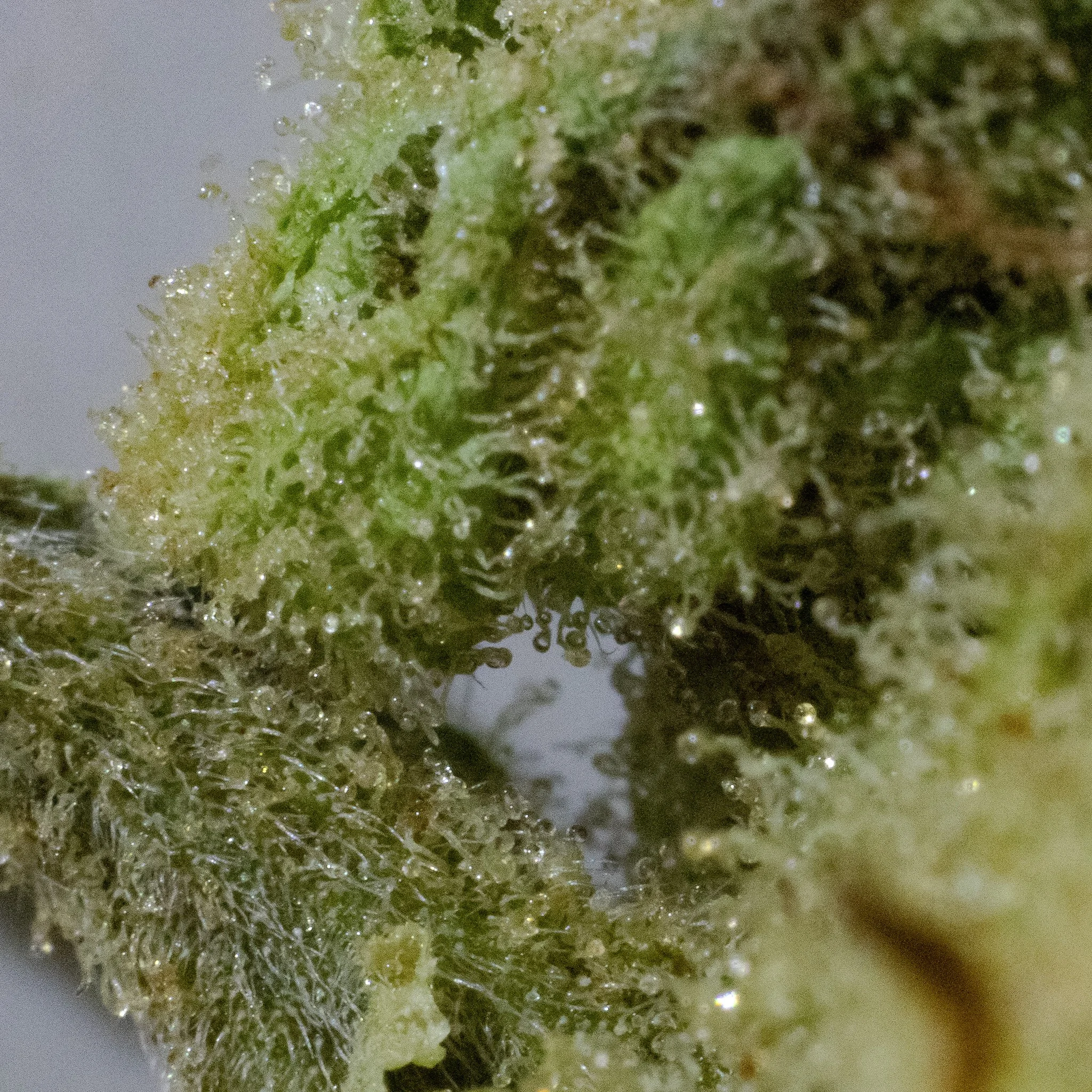 Close-up of a cannabis bud showing green leaves, trichomes, and crystalline resin.