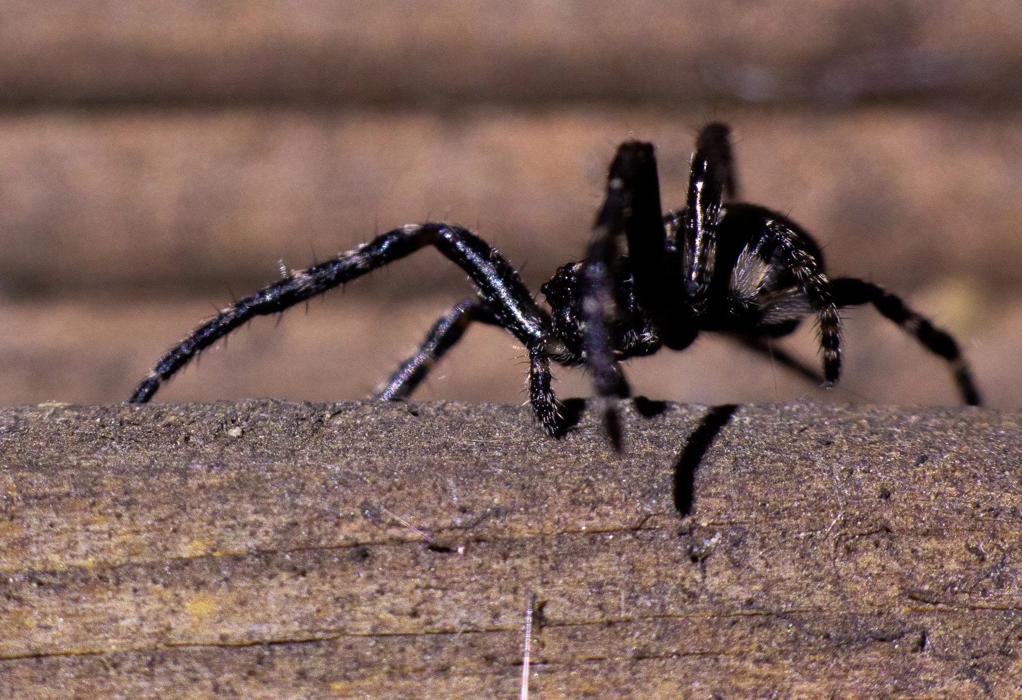 Close-up of a black spider on a wooden surface.