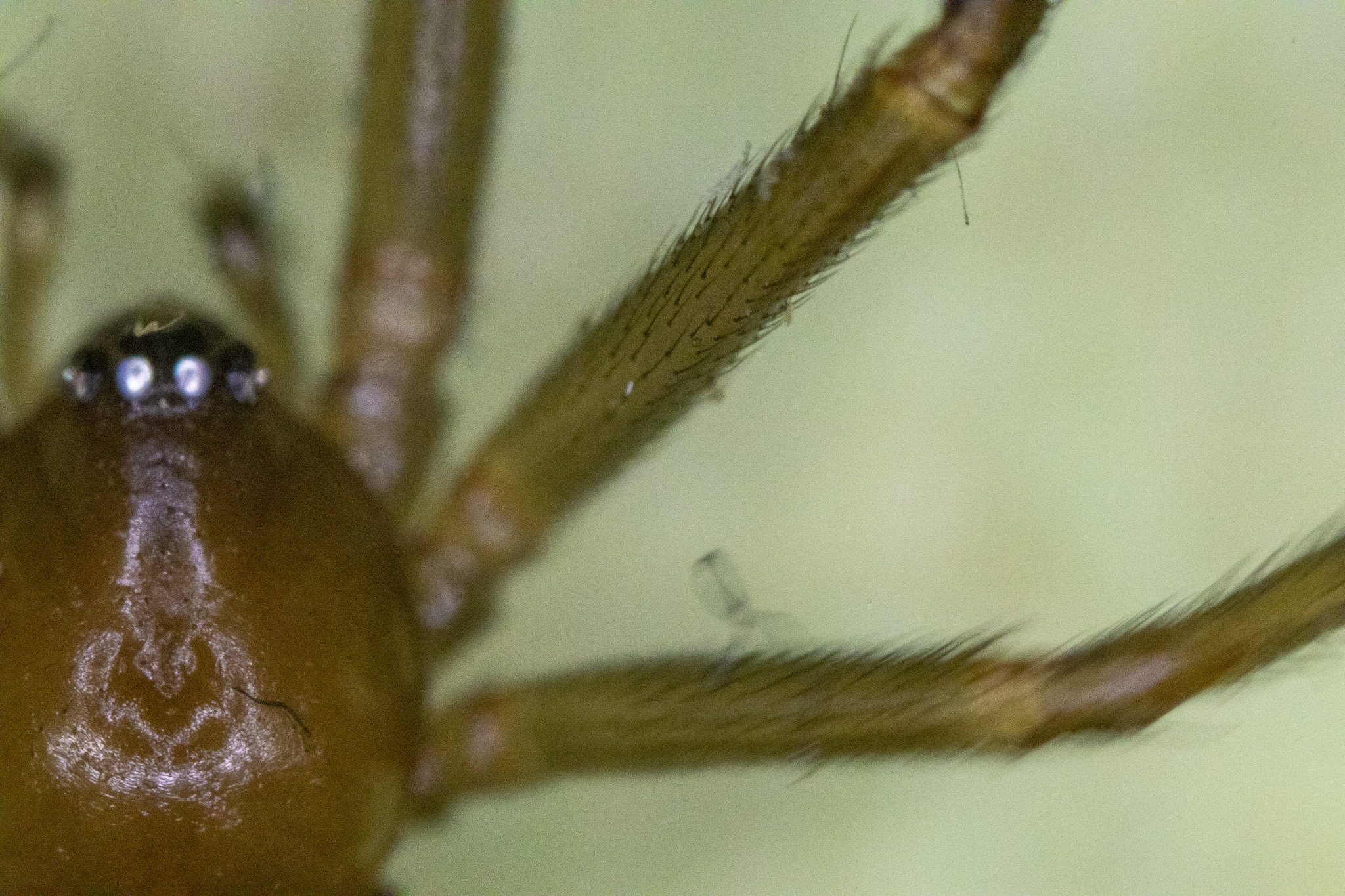 Close-up of a spider's body and legs, showing fine hairs and detailed textures.