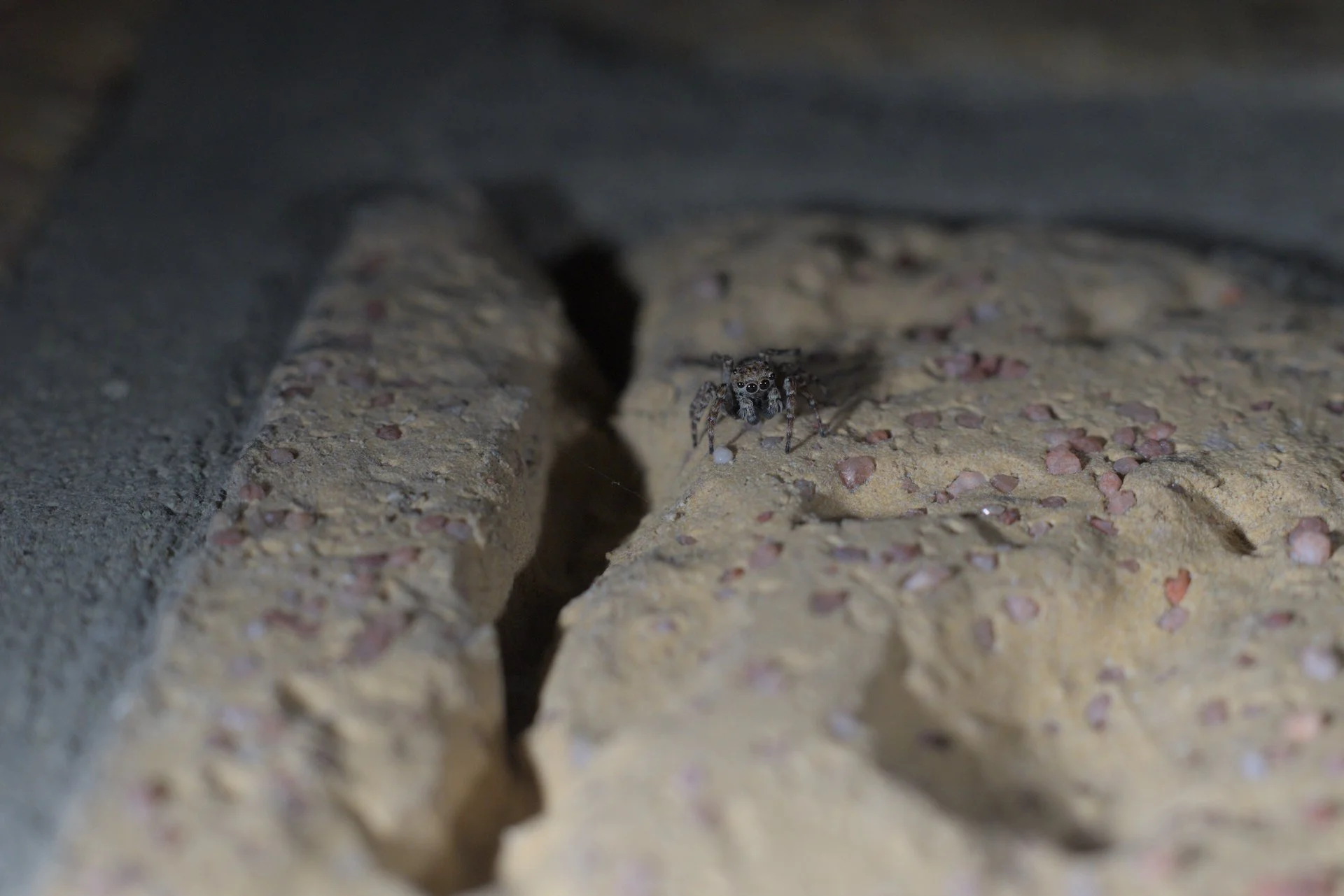 Close-up of a small spider on a cracked stone surface at night.