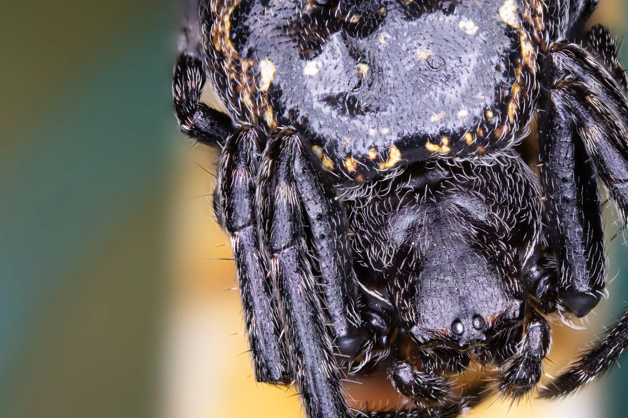 Close-up of a black spider with yellow markings on its cephalothorax and detailed legs covered in fine hairs.