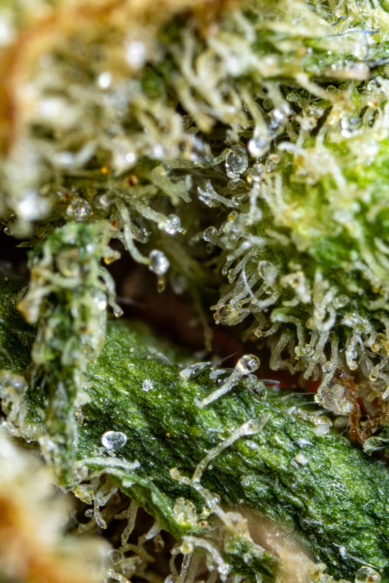 Close-up of cannabis buds covered in trichomes, showing glandular hairs and resin.
