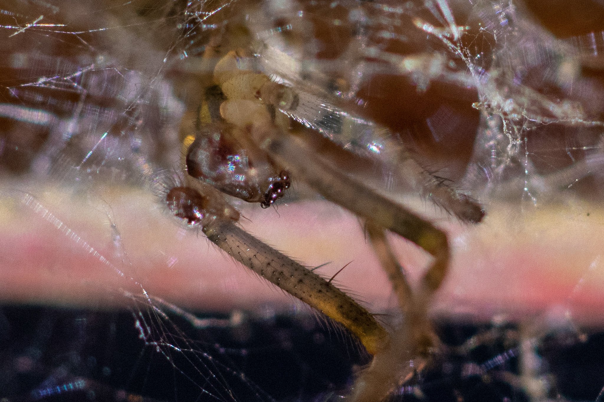 Close-up of a spider's face and leg with surrounding web strands.