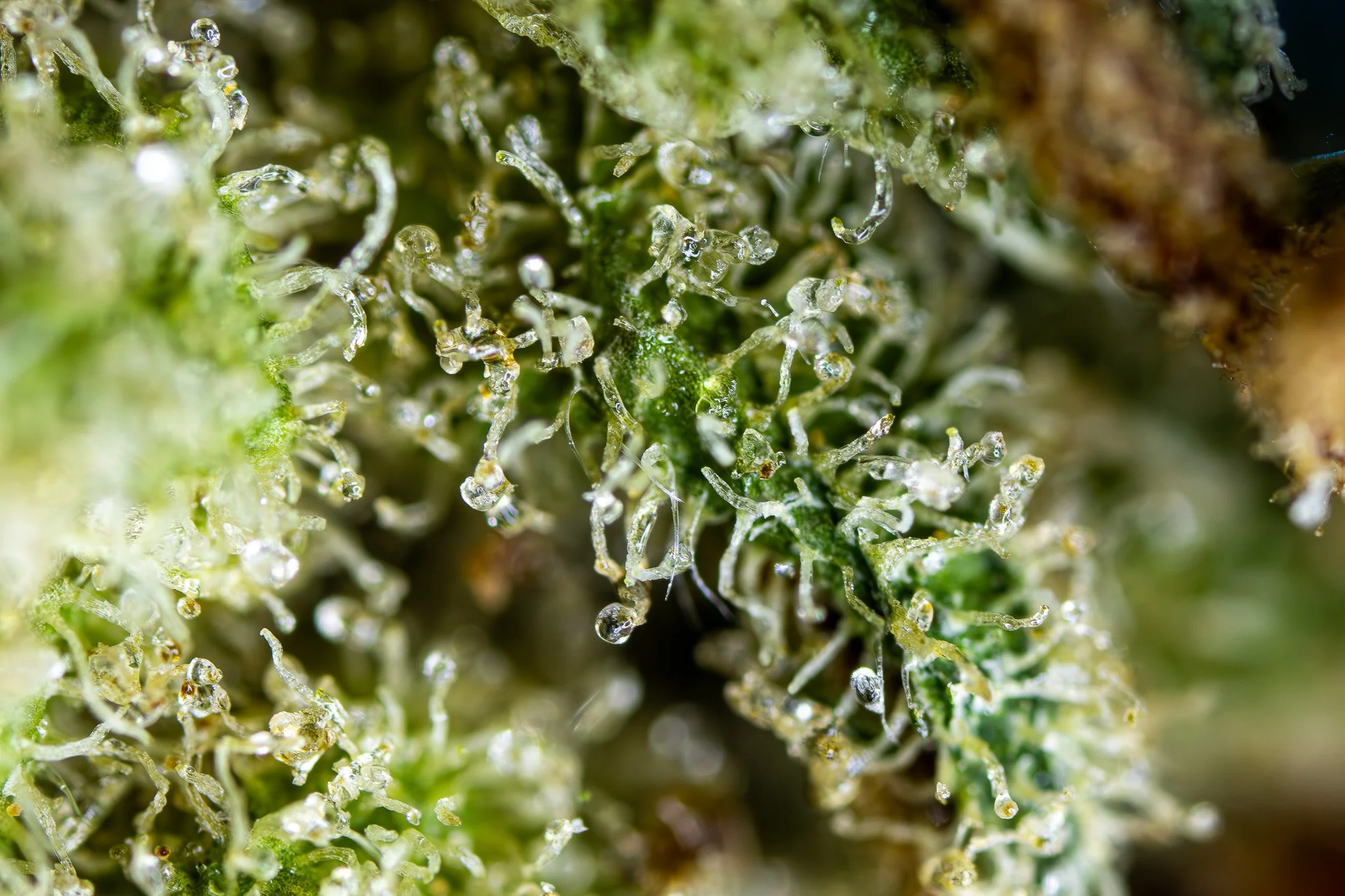 Close-up of cannabis plant trichomes, showing tiny, crystal-like structures on green plant surface.