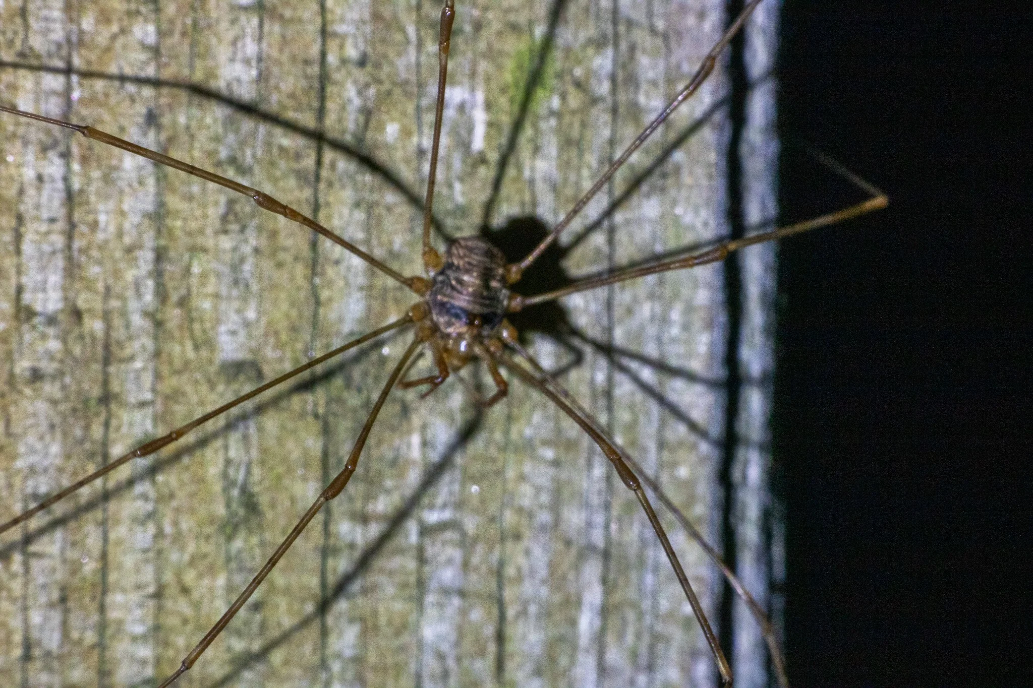 Close-up of a spider with long, thin legs on a textured wooden surface.