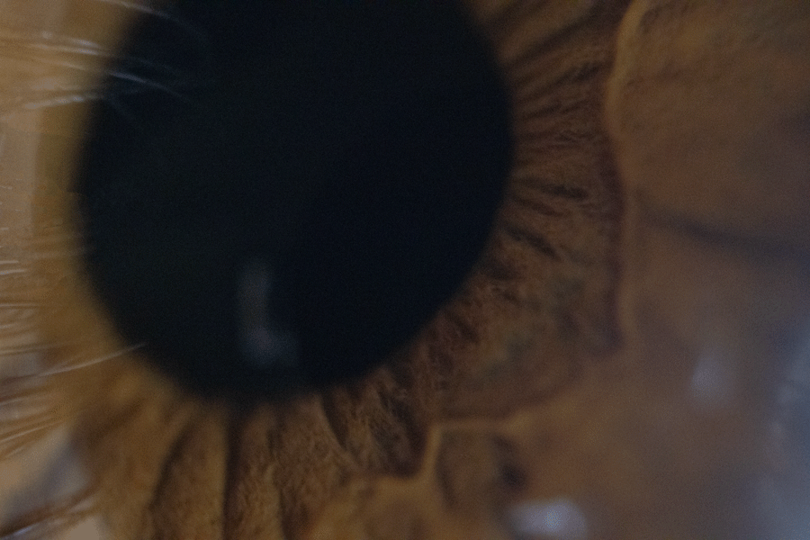 Close-up of a cat's eye showing brown iris and black pupil