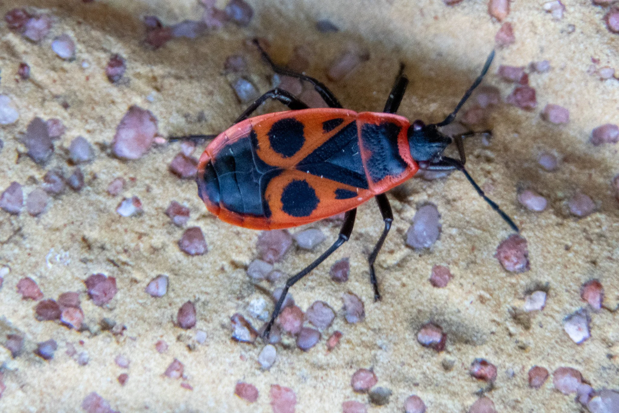 Close-up of an insect with red, black, and blue markings on sand with small rocks.