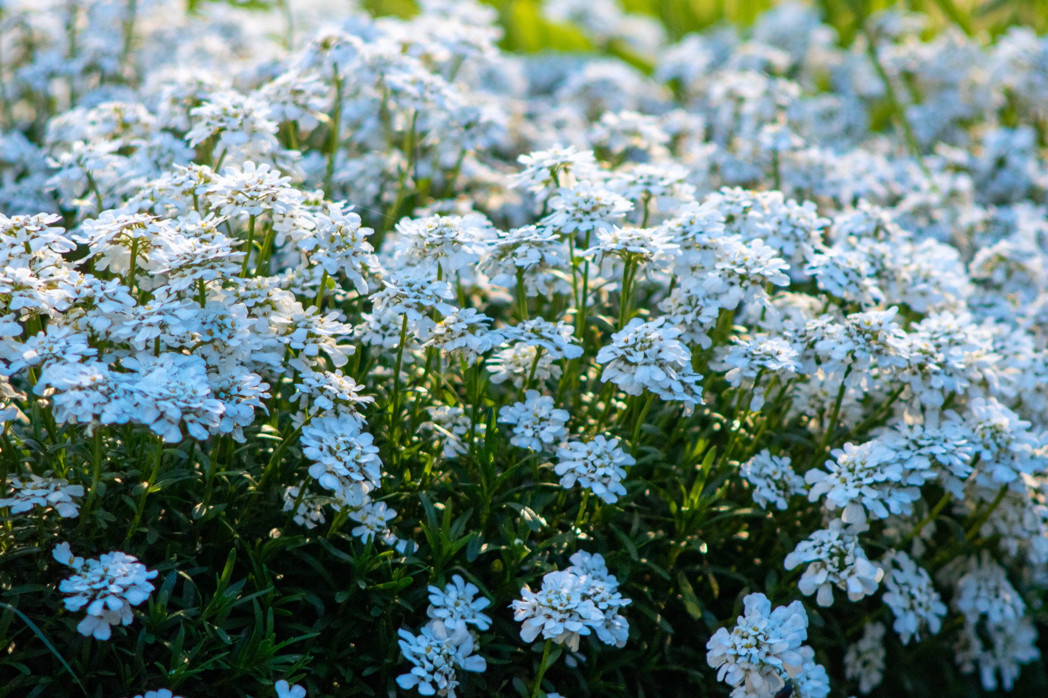 Clusters of small white flowers covering a dense green shrub, with sunlight illuminating the blooms.