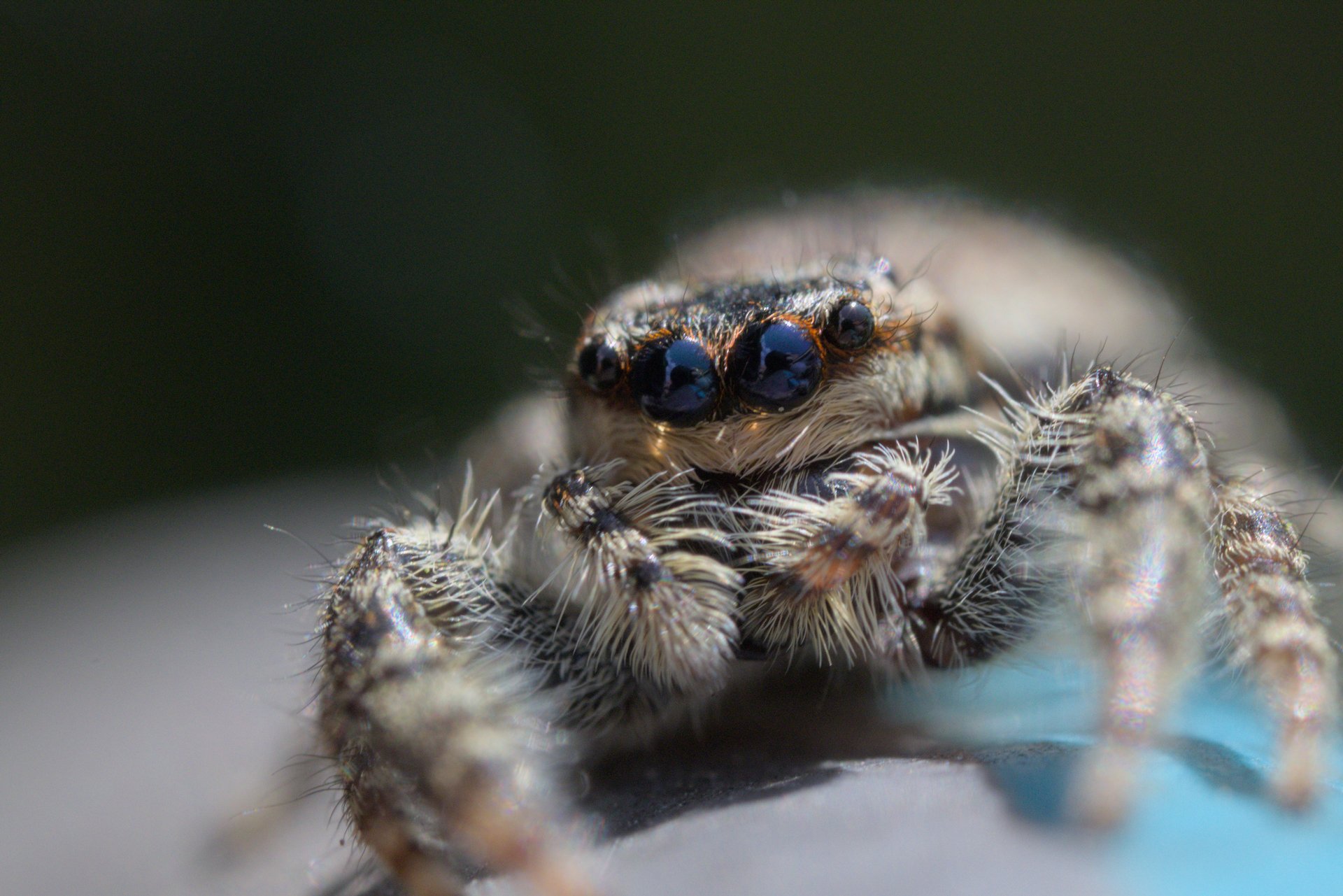Close-up of a jumping spider with large black eyes, furry body, and detailed hair, sitting on a surface with a blurred dark background.