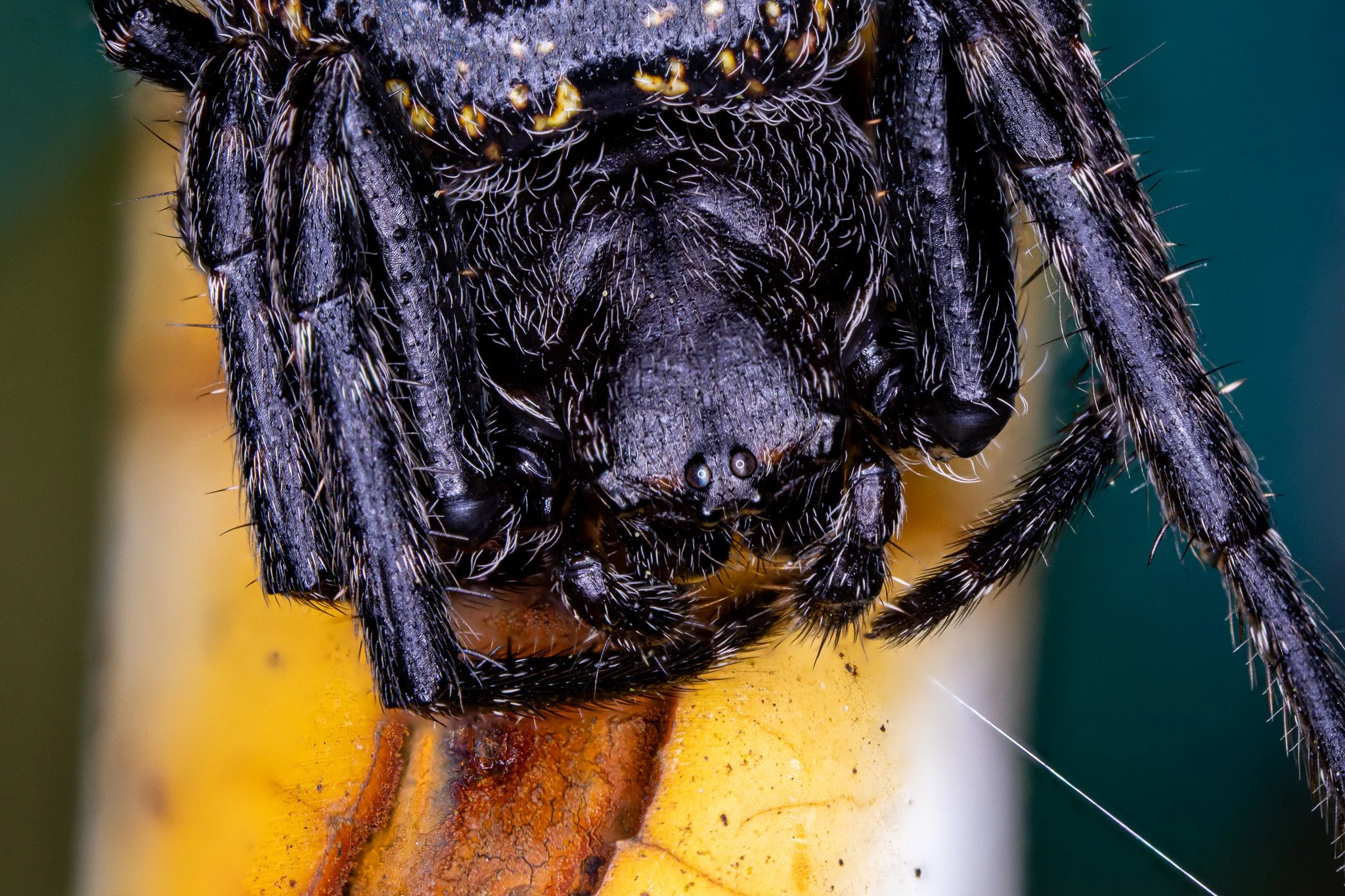 Close-up macro shot of a black spider with hairy legs and body on a yellow surface.