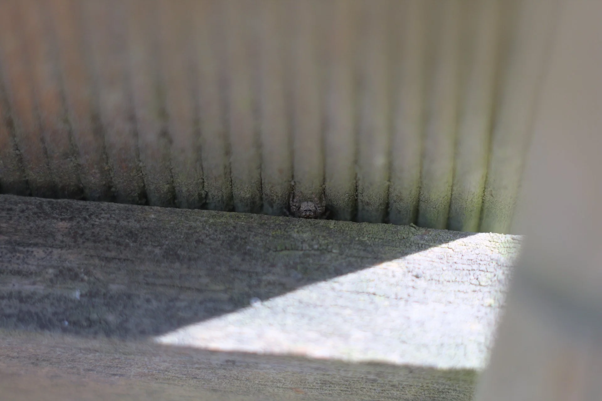 Close-up of a small owl peeking out from a crack between weathered wooden planks.