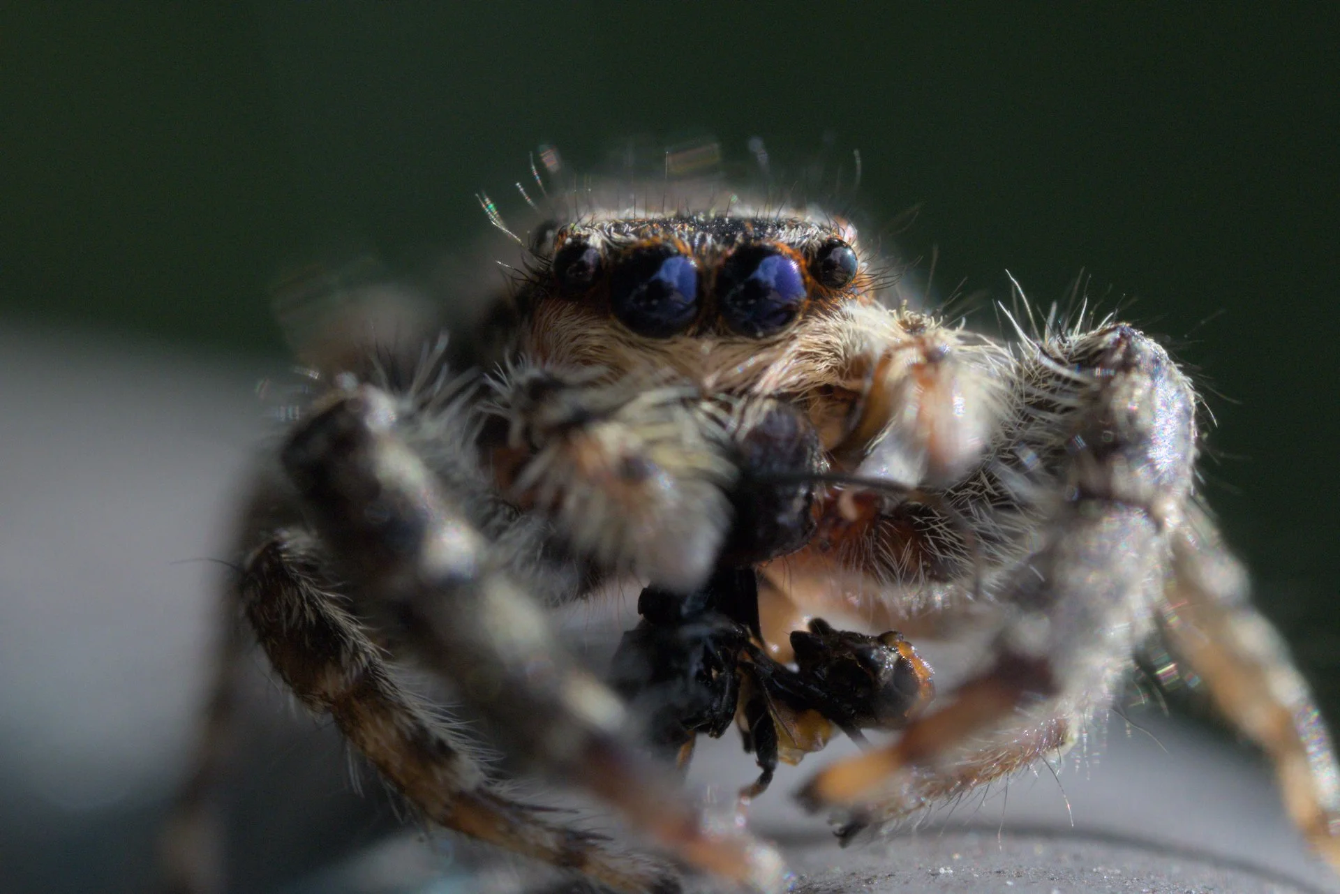 Close-up of a jumping spider with black eyes, holding a black insect in its jaws.