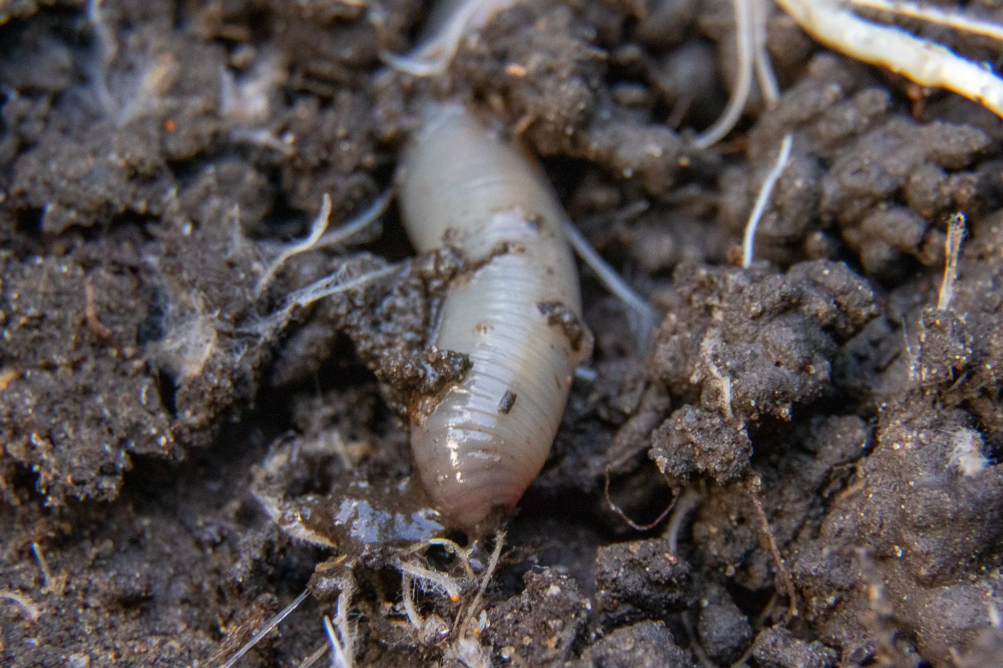 Close-up of a white grub worm entangled in dark soil with small roots and organic matter.