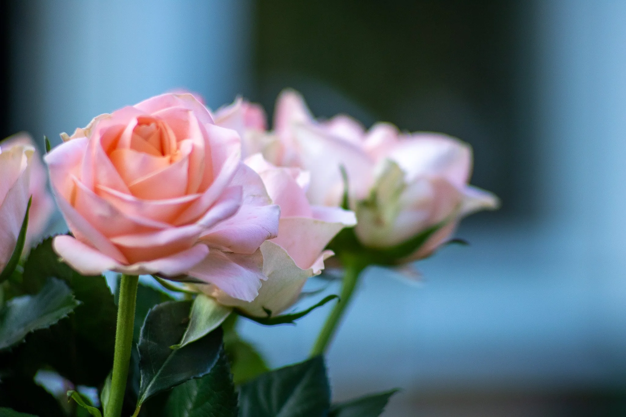Close-up of light pink roses against a blurred background.