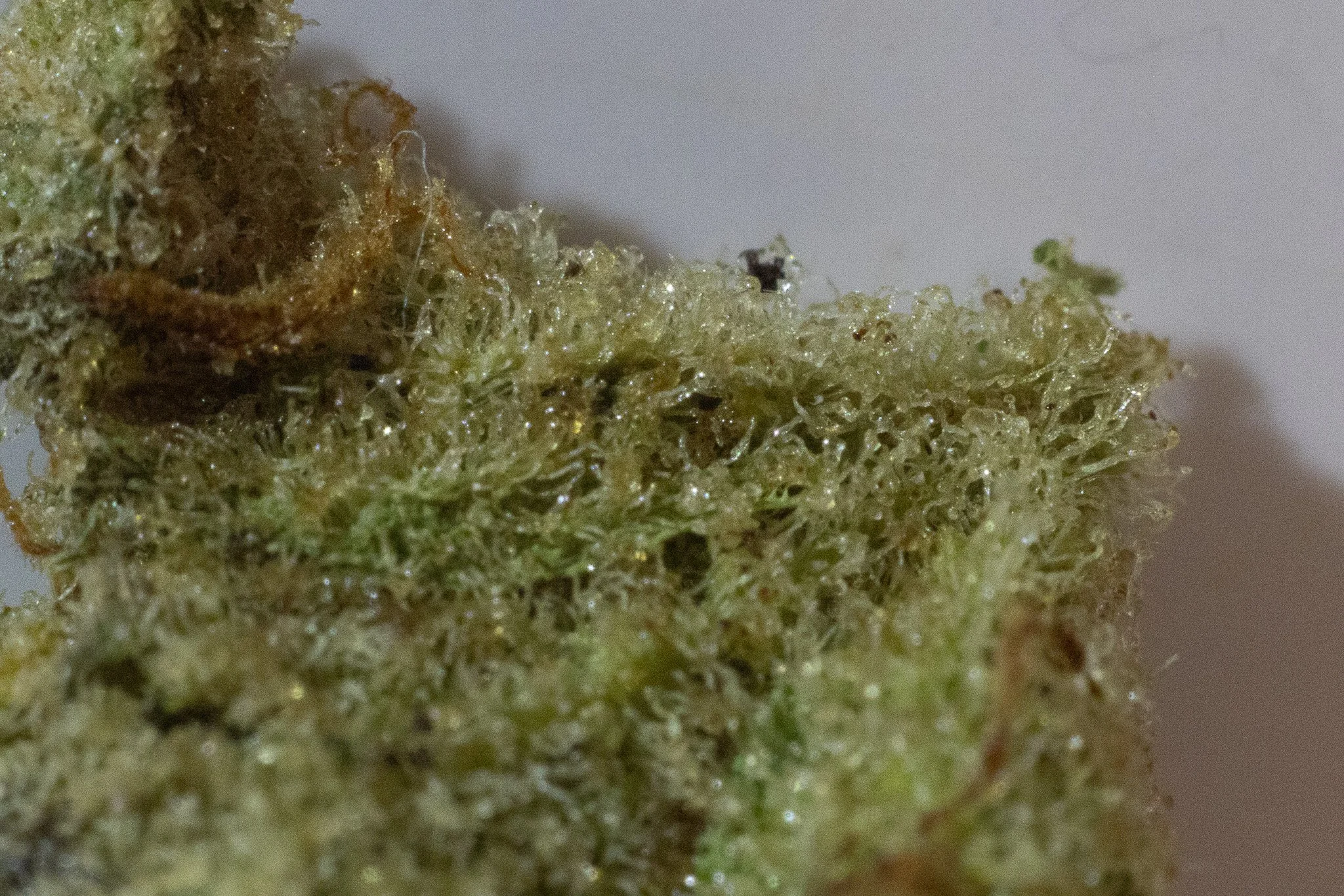 Close-up of a cannabis bud with green and orange hairs, covered in crystal-like trichomes.