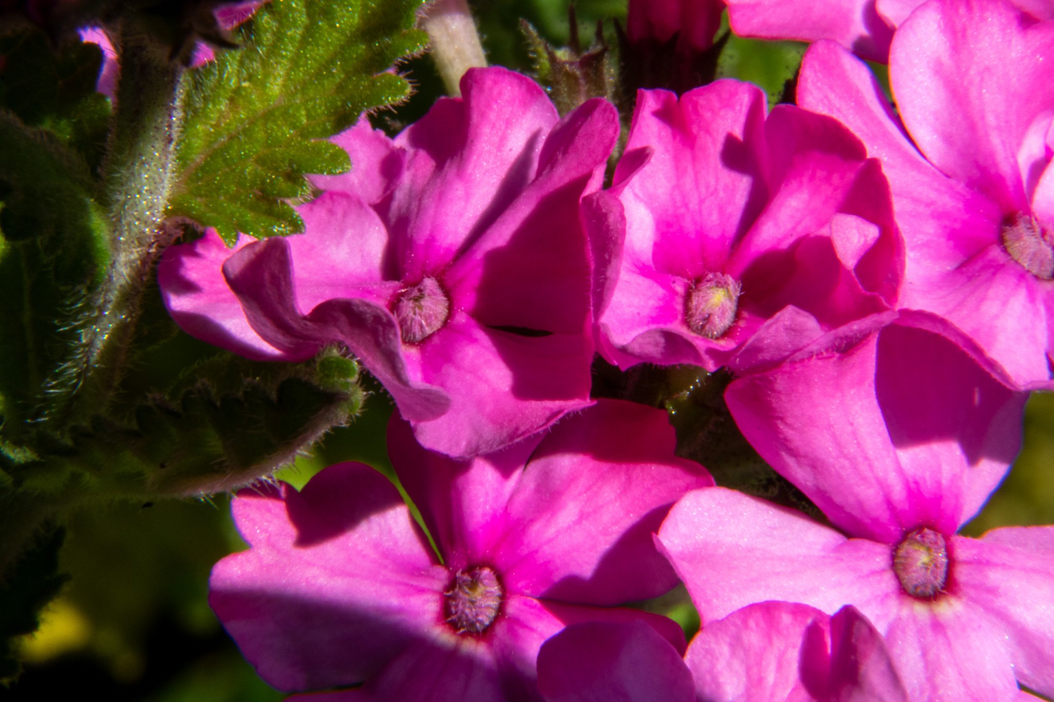 Close-up of bright pink flowers with green leaves and fuzzy stems