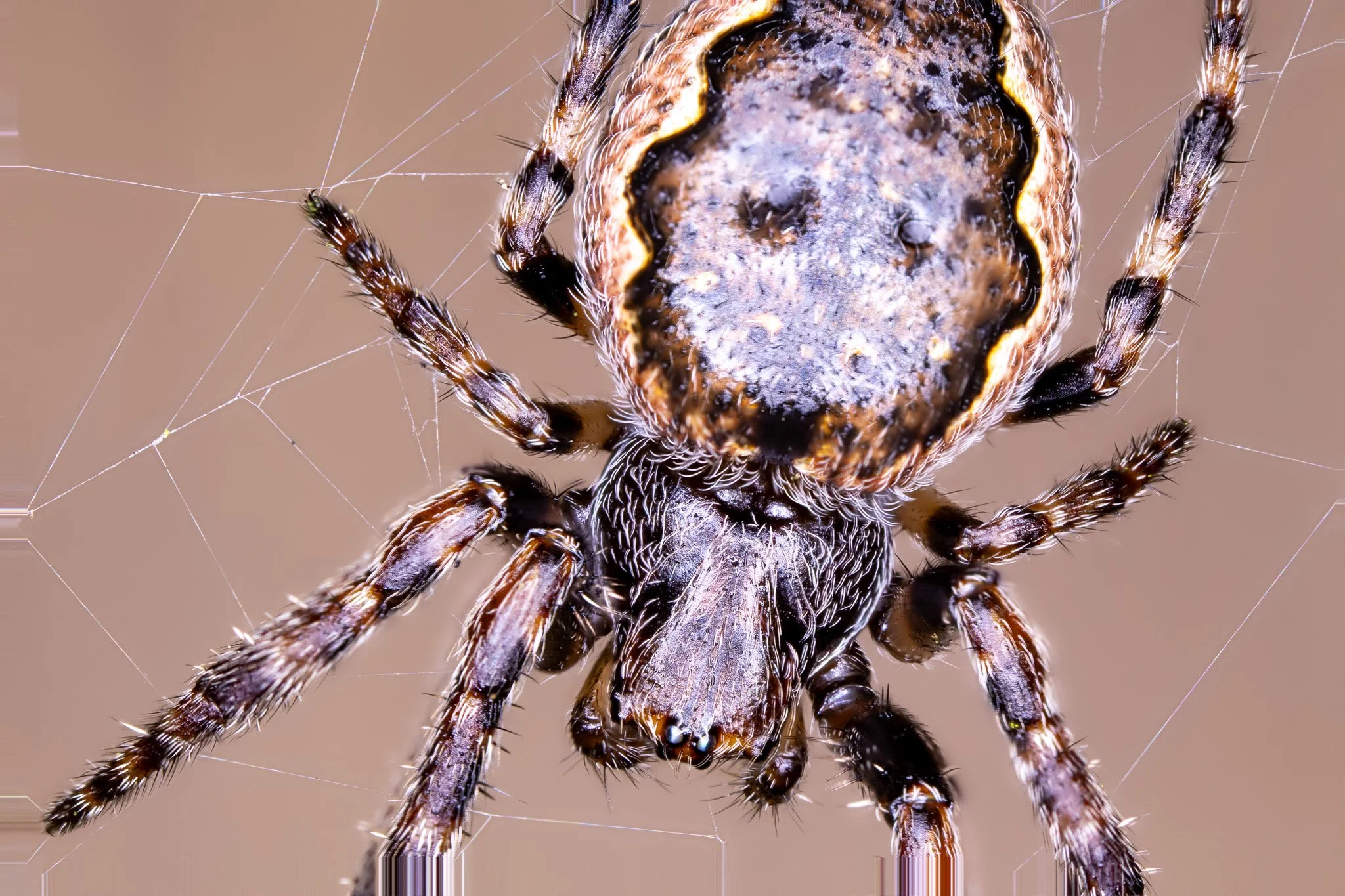 Close-up of a spider on a web, showing detailed view of its legs and body.