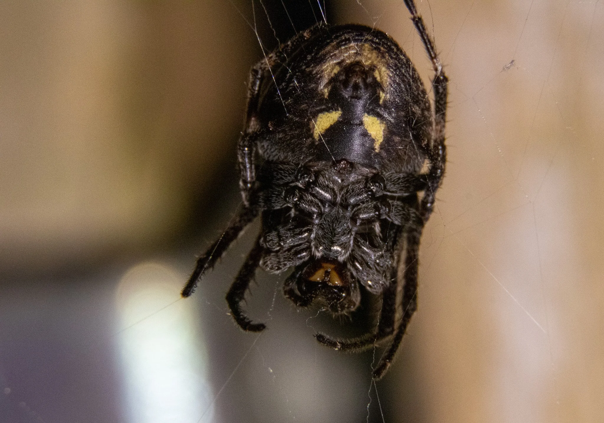 Close-up of a black widow spider holding a small prey in its fangs, with a blurred neutral background.