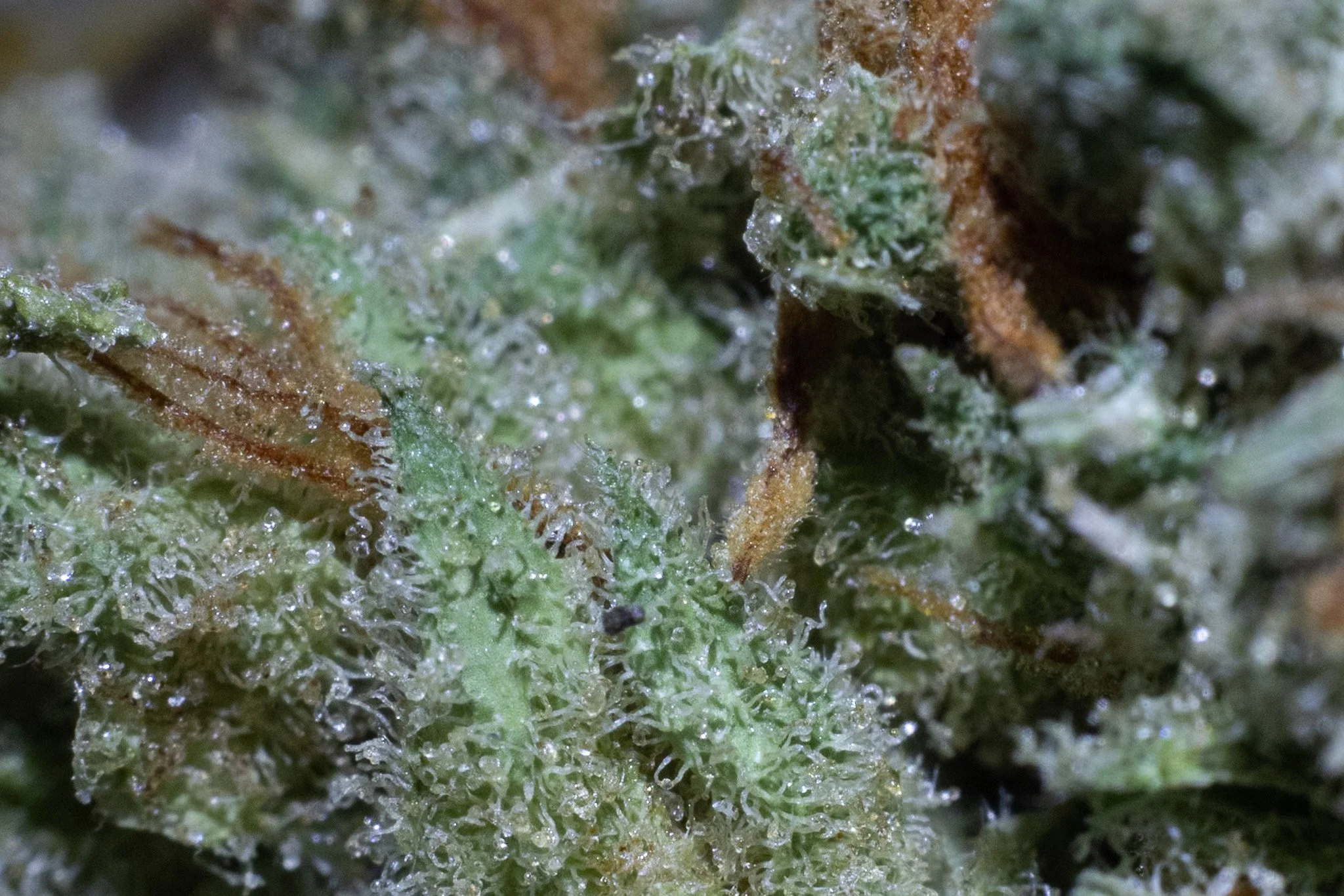 Close-up macro image of a cannabis bud with visible trichomes and orange hairs.