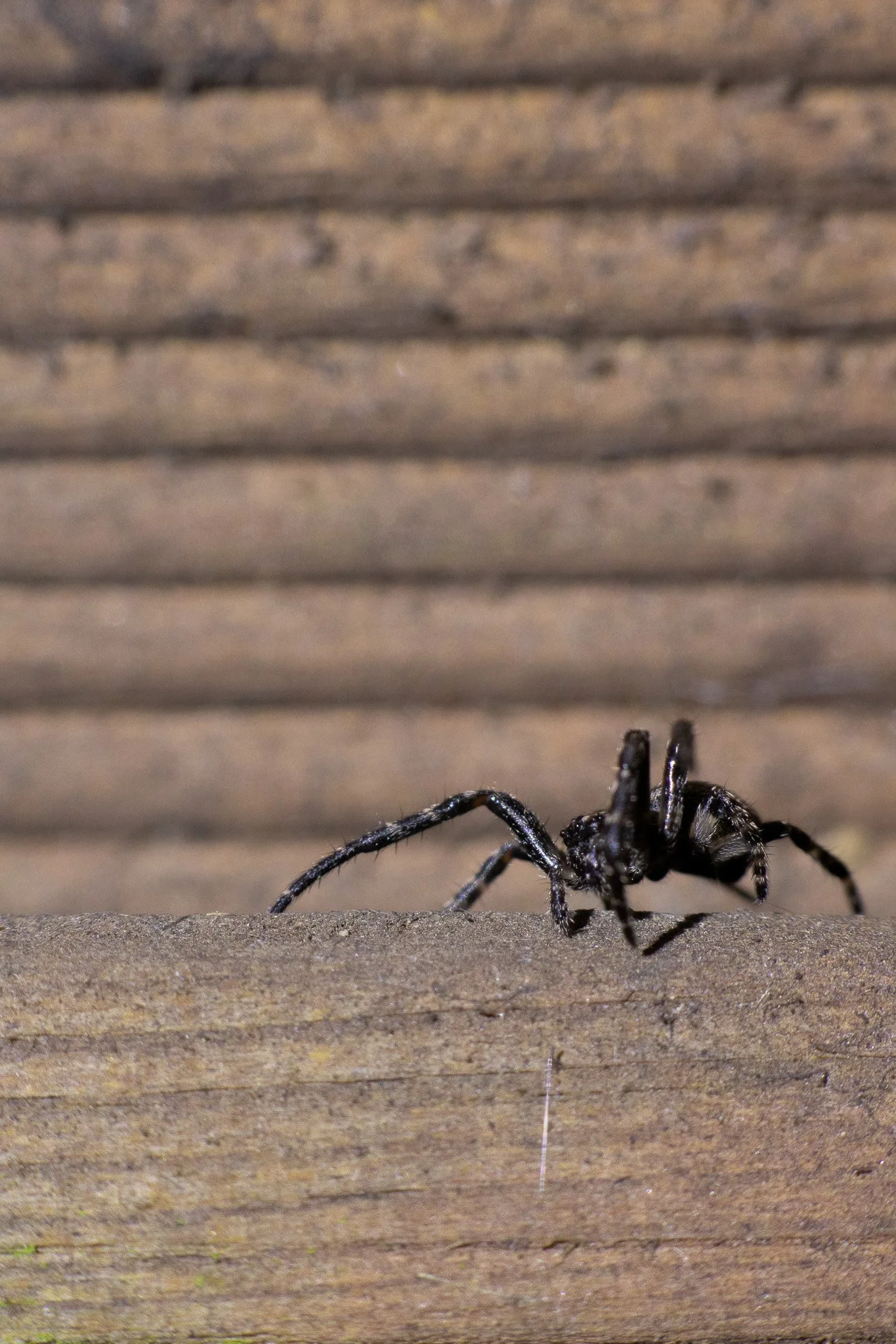 Close-up of a black spider on a wooden surface.