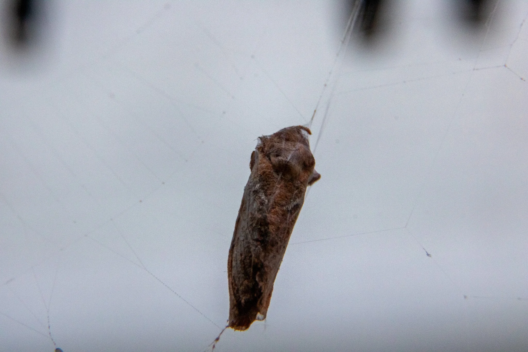 A close-up of a spider cocoon or chrysalis hanging in a web against a light background.