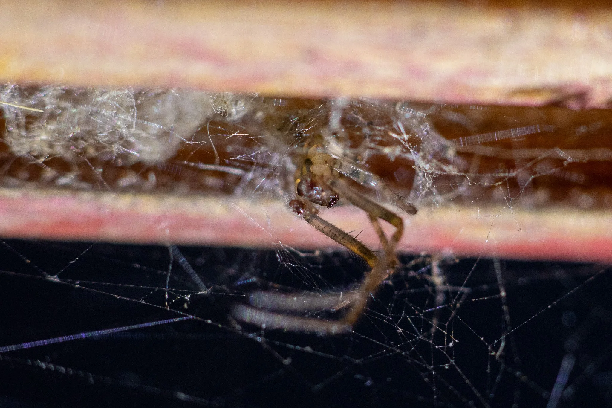 Close-up of a spider inside a web, underneath a wooden surface.