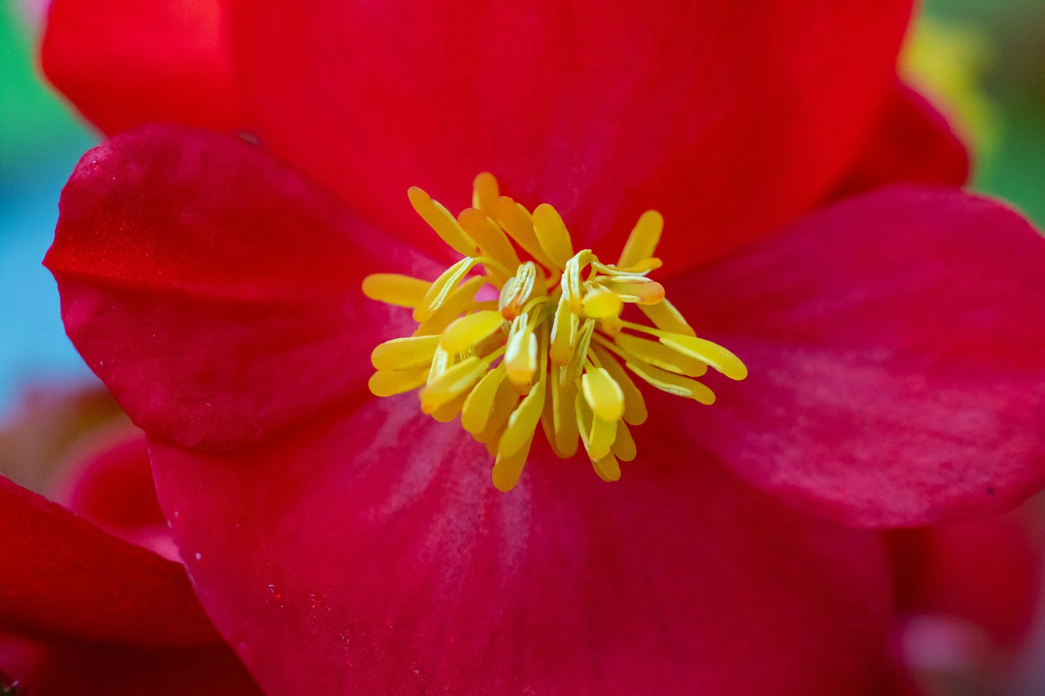 Close-up of a red flower with yellow stamens at its center
