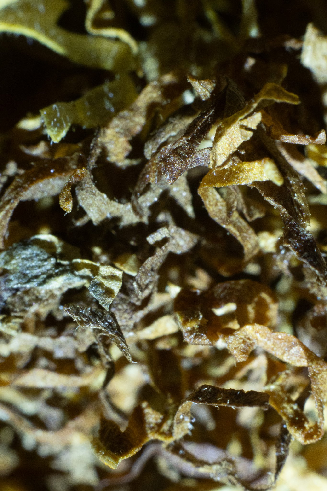 Close-up of dried, curled tea leaves.