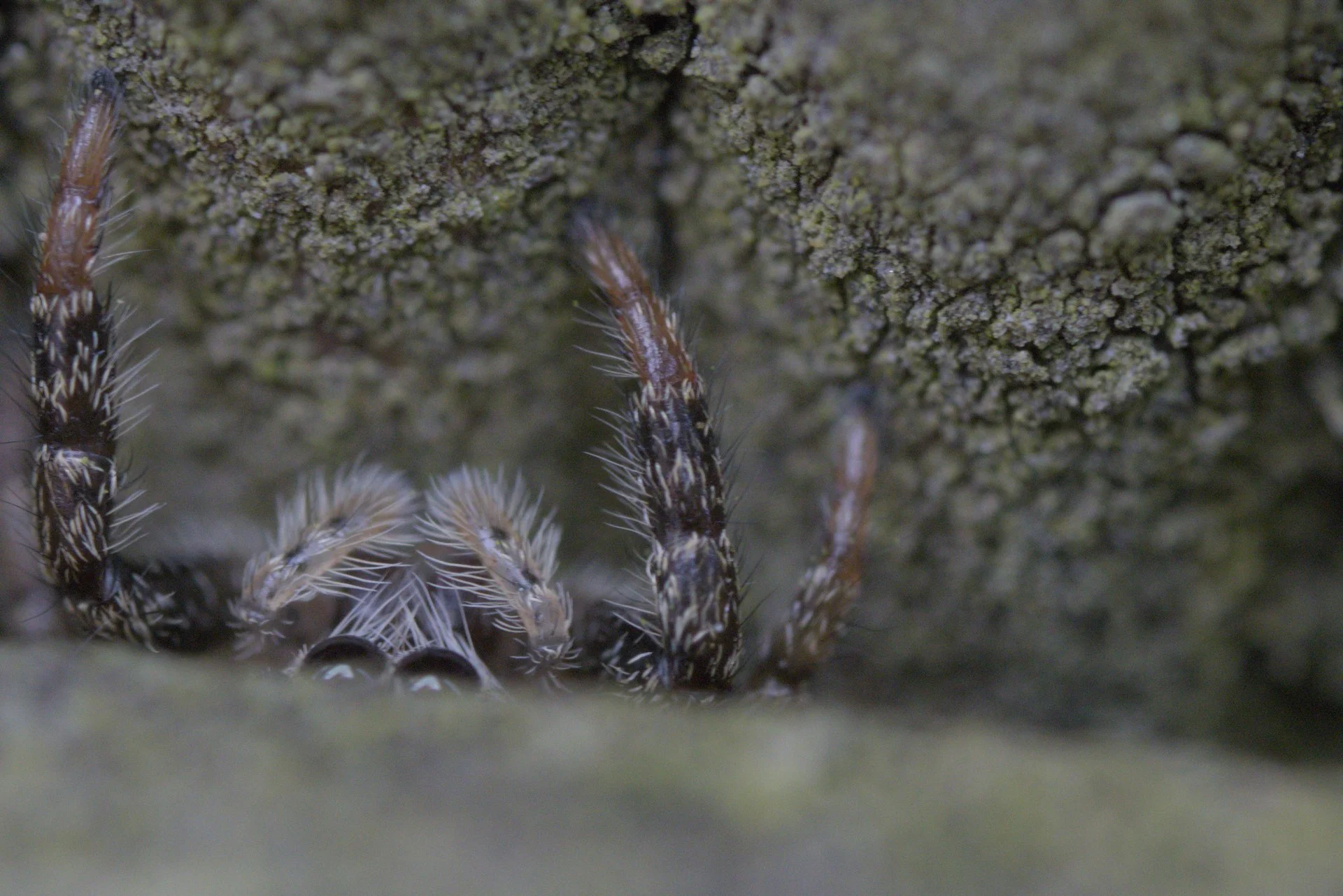 Close-up of a caterpillar with black, white, and orange markings, hiding among rocks and moss.