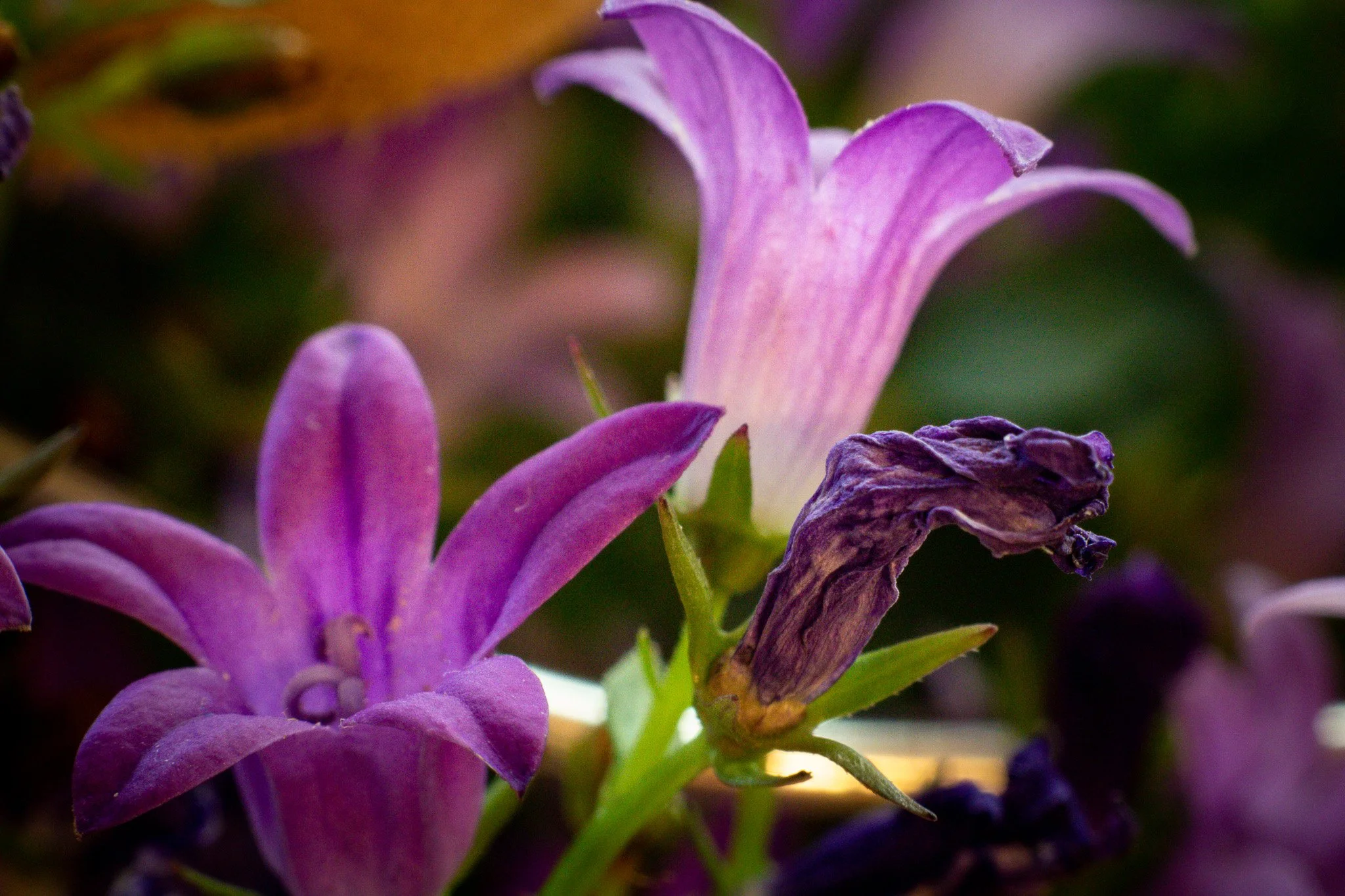 Close-up of purple and pink bell-shaped flowers, with one wilted flower among healthy blooms.