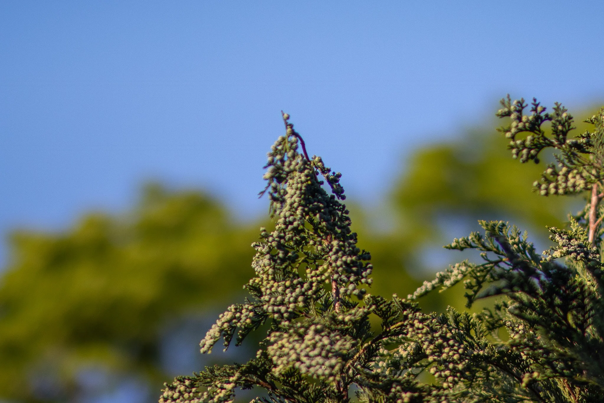 Close-up of green coniferous tree branches with small cones against a blue sky.