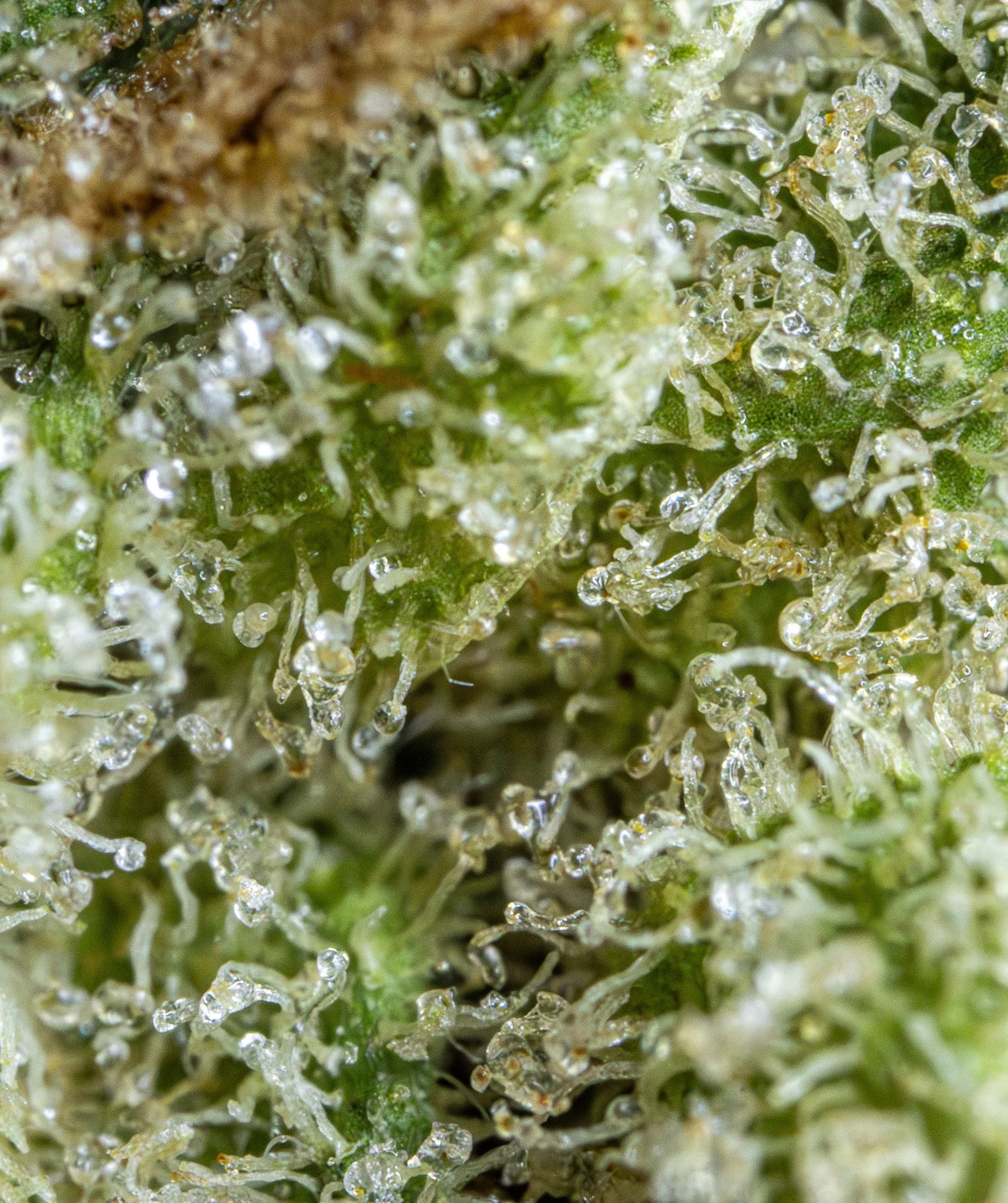 Close-up of trichomes on a cannabis plant, showing tiny crystal-like structures on green plant tissue.