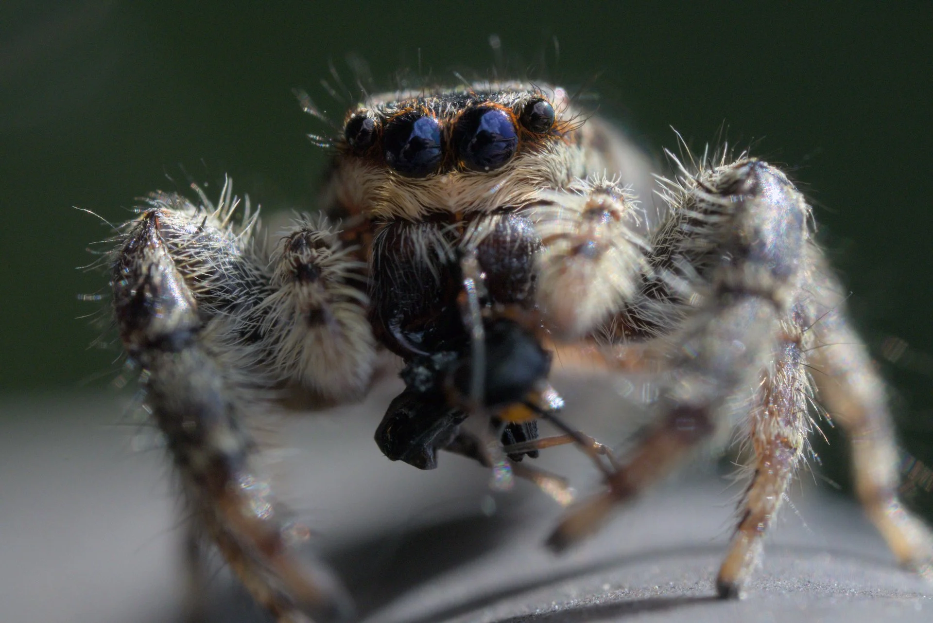 Close-up of a jumping spider capturing and consuming a black insect.