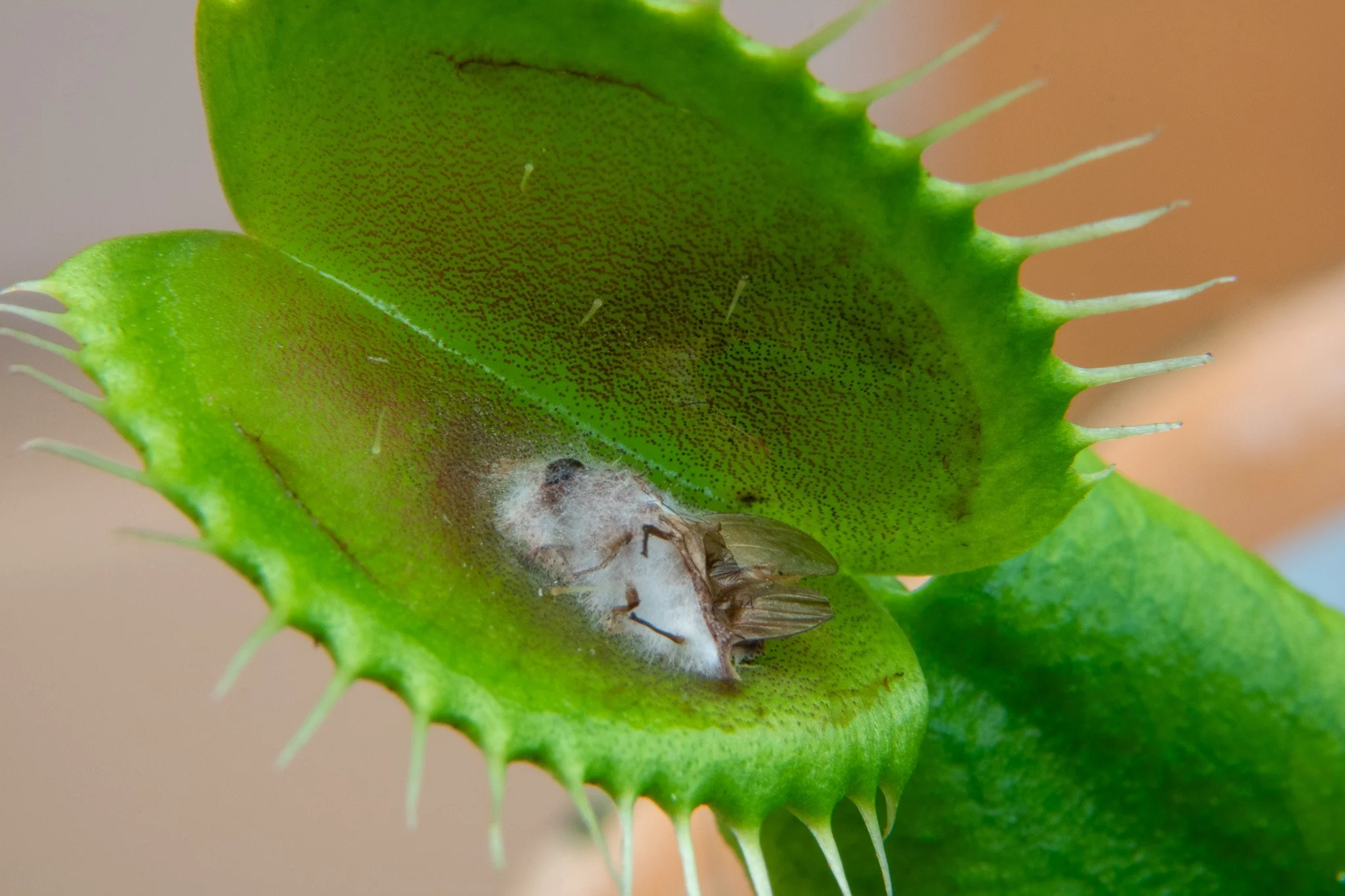 Close-up of a green Venus flytrap with a dead insect trapped inside its trap and white cotton-like material, which may be mold or fungus, on the insect.