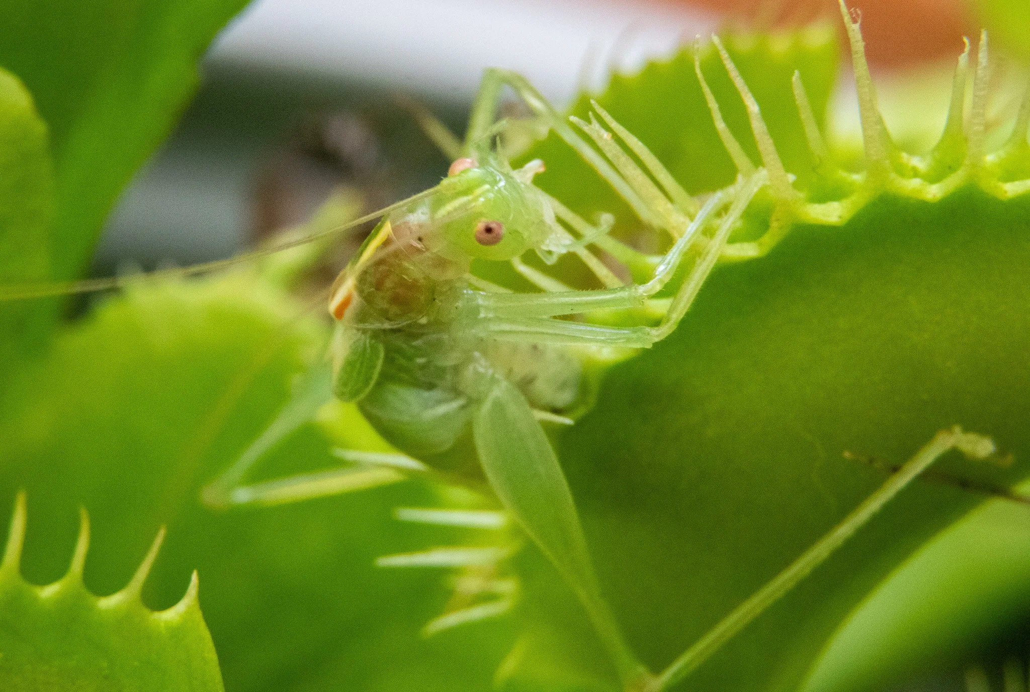 Close-up of a green leaf insect emerging from a chrysalis on a green plant.