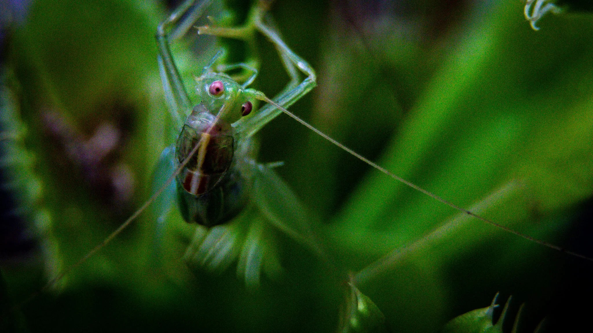 Close-up of a green praying mantis with a small black and brown insect in its grasp, surrounded by green foliage.